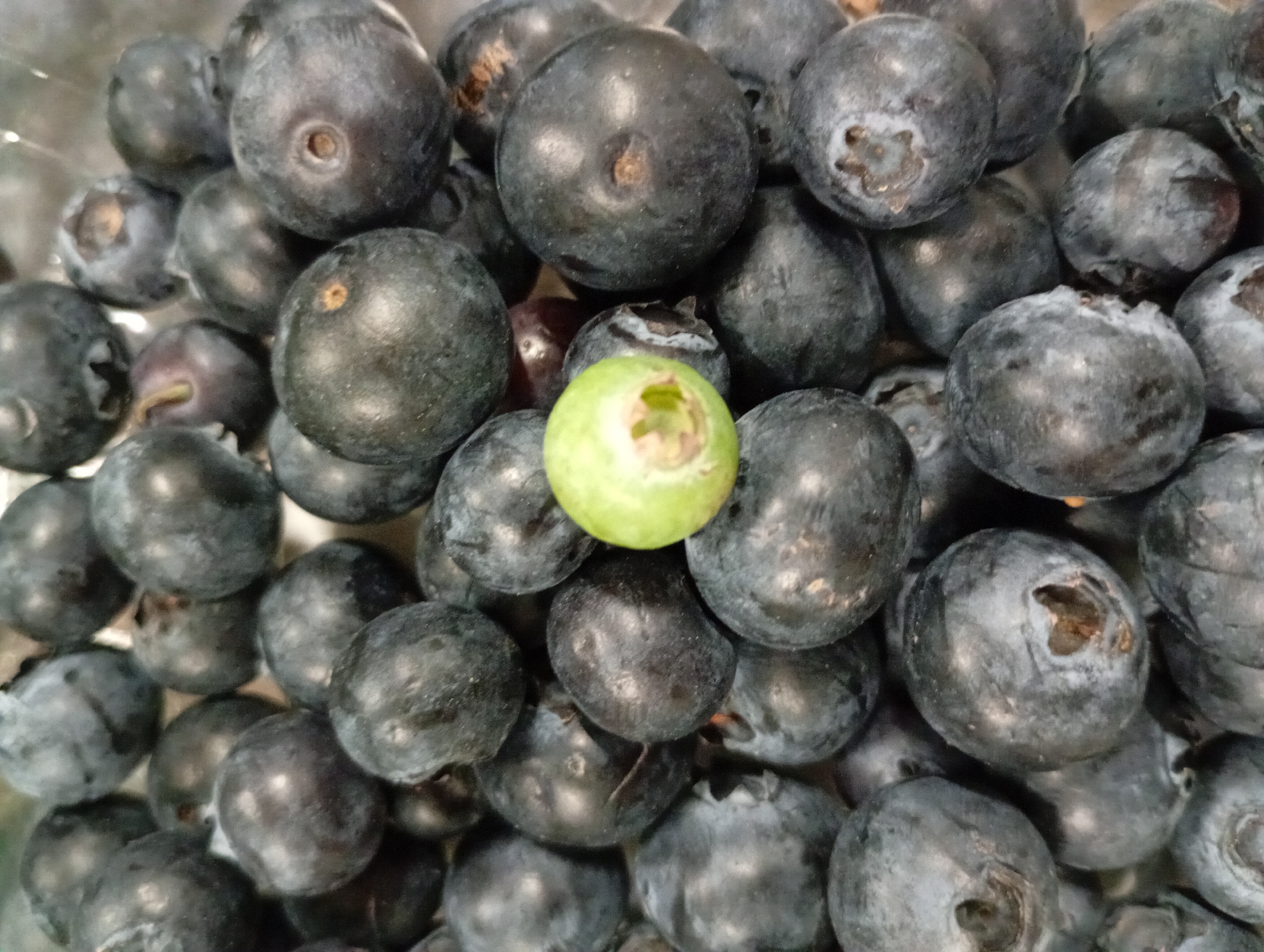 The image presents a close-up, top-down view of a vibrant collection of fresh blueberries, likely situated in a container in Kabile, Bulgaria. The frame is densely packed with the fruit, which displays a range of dark blue and purple hues. Many of the blueberries exhibit a natural, powdery whitish bloom on their surfaces.
A notable detail is a single, bright green berry positioned prominently near the center of the image, standing out distinctly against the darker, ripe blueberries. This green berry appears unripe. The berries vary slightly in size and each displays the characteristic star-shaped calyx remnants at one end. The overall impression is one of freshness. No specific activity is taking place; the image captures a still life of the fruit. The background is softly blurred, focusing attention entirely on the textures and colors of the berries in the foreground. There is no visible text in the image, and the time of day or specific weather conditions cannot be determined.