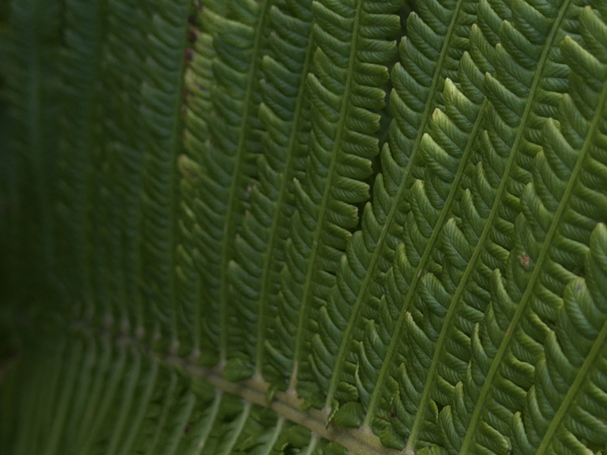 The image is a close-up, vertical, and slightly blurred shot of a green fern leaf. The leaf is shown from an oblique angle, with distinct parallel rows of fronds creating a textured pattern. The lighting appears natural, highlighting the lush green of the foliage. No specific location in the city of Фоки, Russia, can be identified from this image, as it focuses solely on the botanical subject. There are no people, objects, or actions depicted other than the fern itself.