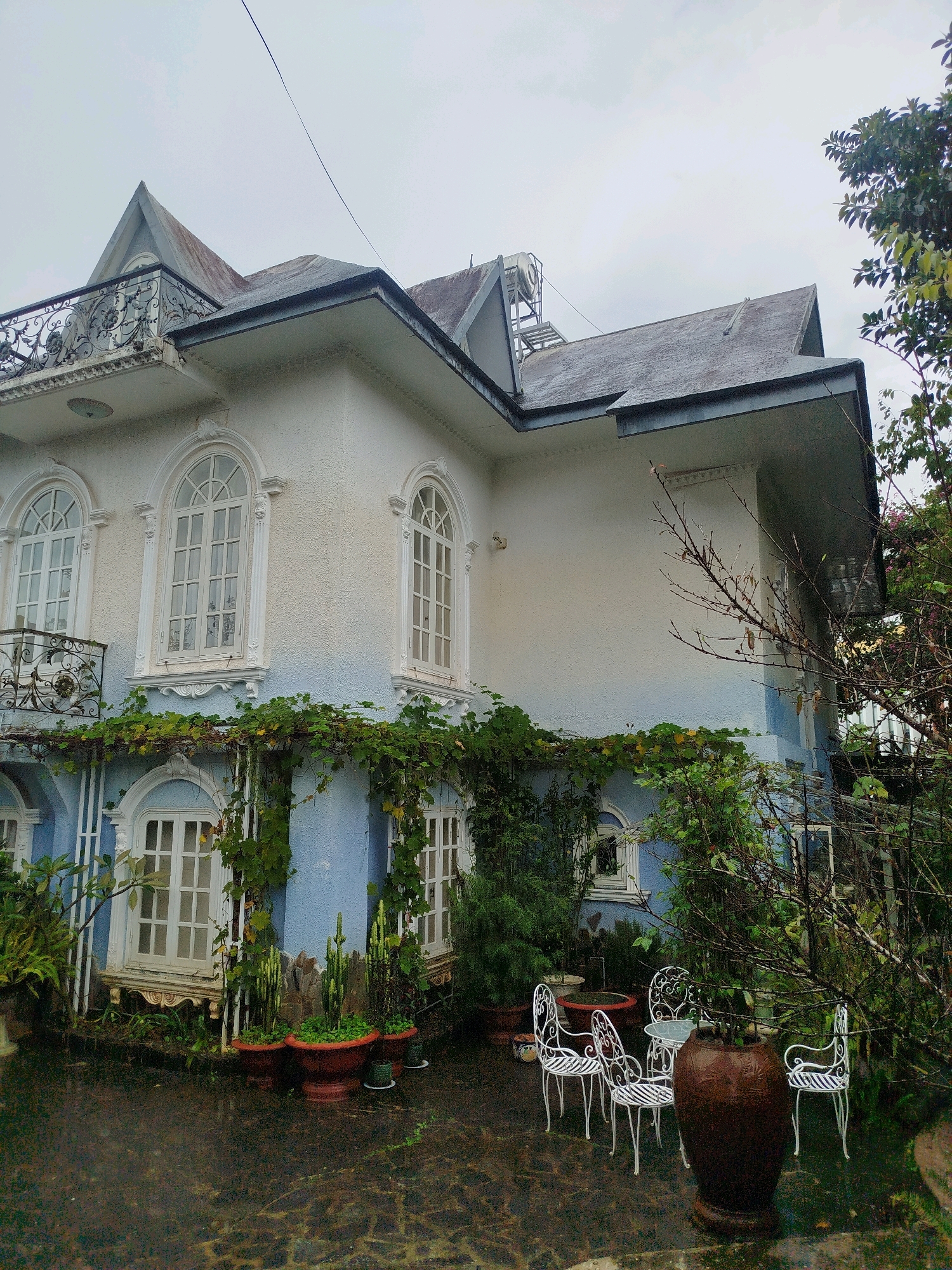 The image depicts a multi-story building with a white and light blue facade, featuring arched windows with white frames and ornate decorative molding. A black wrought-iron balcony with intricate detailing is visible on the upper level. The roof is dark and appears to be made of shingles. Green vines and other foliage climb the exterior walls and are planted in large terra cotta pots on the patio. In the foreground, a patio area with a cobblestone-like surface is wet, suggesting recent rain. Several white metal chairs and a small table are arranged on the patio, along with a large dark brown ceramic pot. The environment is overcast, with trees and branches visible in the background. This scene is characteristic of the architectural style and garden settings found in the city of Da Lat, Vietnam, known for its French colonial influences and lush vegetation. There are no people or animals visible in the image.