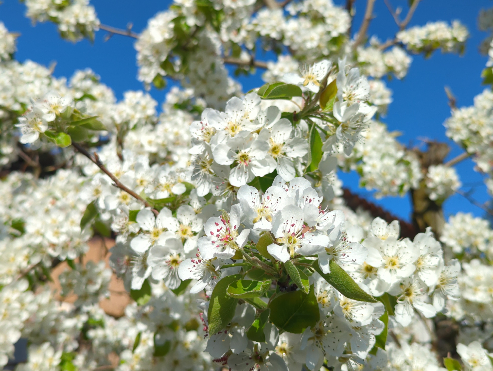 The image features a close-up of a tree branch densely covered with white blossoms, likely in the spring. The flowers are small and clustered, with yellow centers and some with pink stamens. Green leaves are visible among the blossoms. The background reveals a clear blue sky and a hint of a brick structure. The exact location in Razgrad, Bulgaria is not discernible from the image.