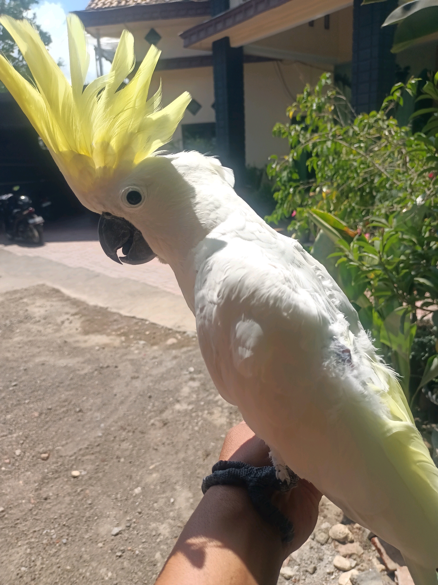 The image shows a Sulphur-crested cockatoo perched on a person's arm. The bird is predominantly white with a distinctive yellow crest, which is fully fanned out. Its eye is dark and alert, and its large, black beak is partially open. The cockatoo's feathers appear fluffy, and some slight molting is visible on its side.
The person's arm is visible in the foreground, with a dark braided bracelet on the wrist. The background suggests an outdoor setting, possibly a residential area in Trenggalek, Indonesia. A house with a tiled roof and a porch is visible. Lush green foliage and trees are also present. The ground is a mixture of dirt and gravel. In the far left background, a motorcycle is parked. The lighting indicates it is daytime, with bright sunlight casting shadows.