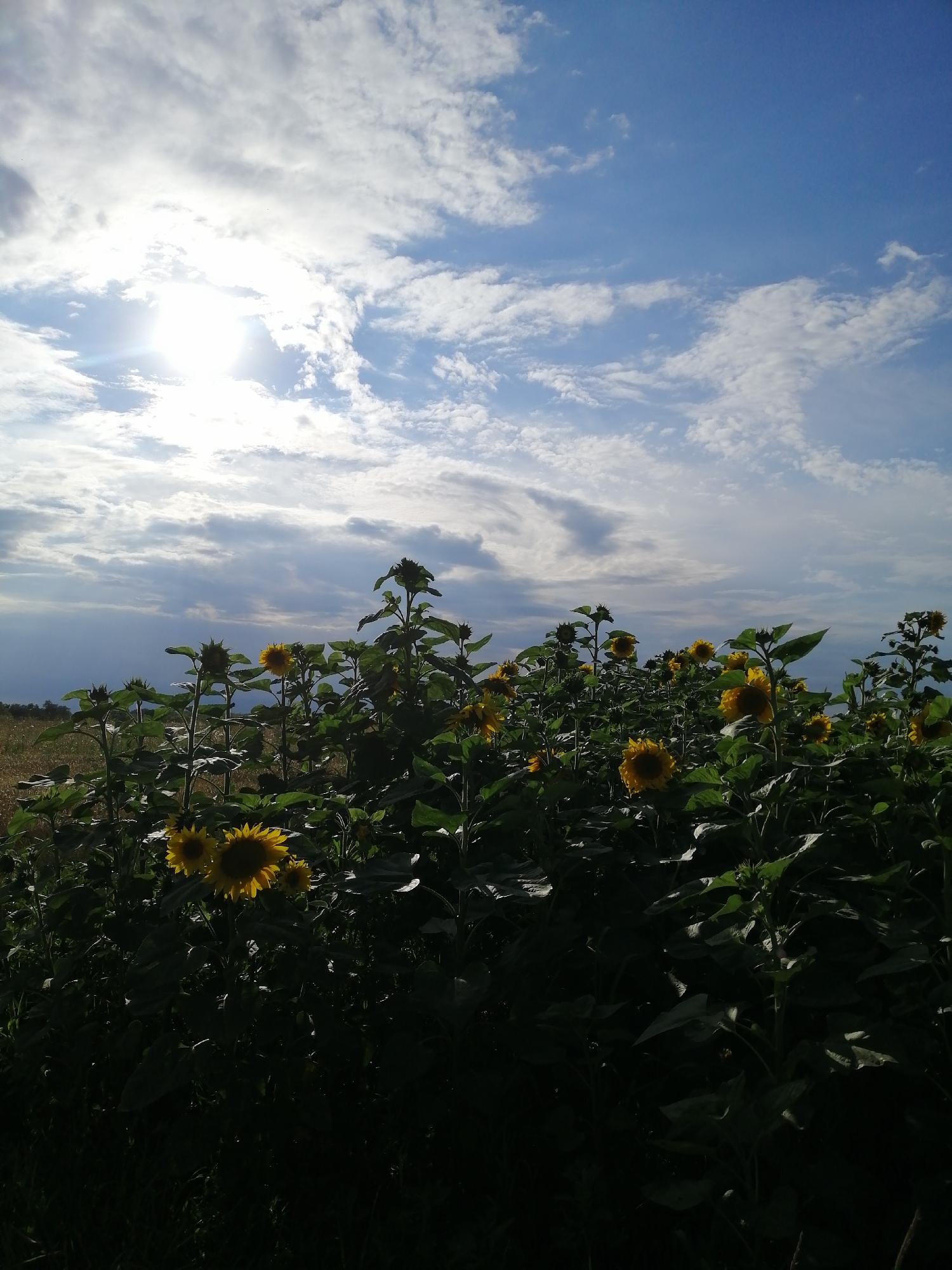 A low-angle, vertical shot captures a field of sunflowers under a bright, partly cloudy sky in Mali Kuskivtsi, Ukraine. The sun is positioned high and to the left, casting a bright glare and illuminating fluffy white clouds against a blue sky. The foreground is dominated by the dark silhouettes of sunflower plants, with several bright yellow sunflowers in bloom visible amidst the foliage. The plants are tall and lush, with broad green leaves. In the background, a field of dry, light-brown grass stretches towards the horizon. The overall impression is one of a sunny day in the Ukrainian countryside.