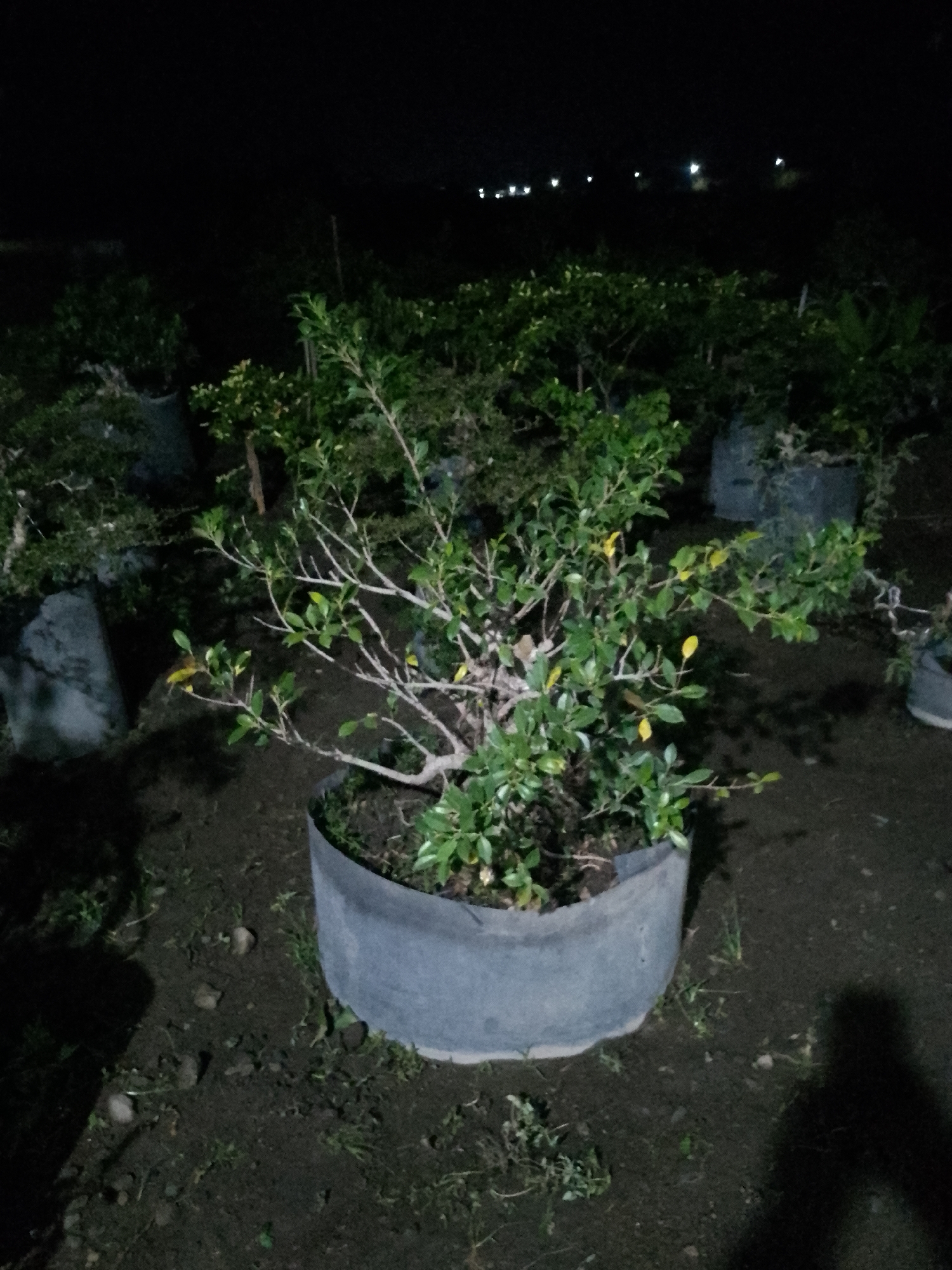 A potted bonsai tree is the central focus of the image. The tree has green leaves and bare branches, with some yellowing leaves visible. It is planted in a large, gray, circular pot. The pot is sitting on dark soil with some sparse grass. In the background, there are other potted plants and dark, indistinct shapes that could be more trees or structures. The scene is lit by artificial lights in the distance, creating a dark, nighttime environment. The location is the city of Kauman, Indonesia.