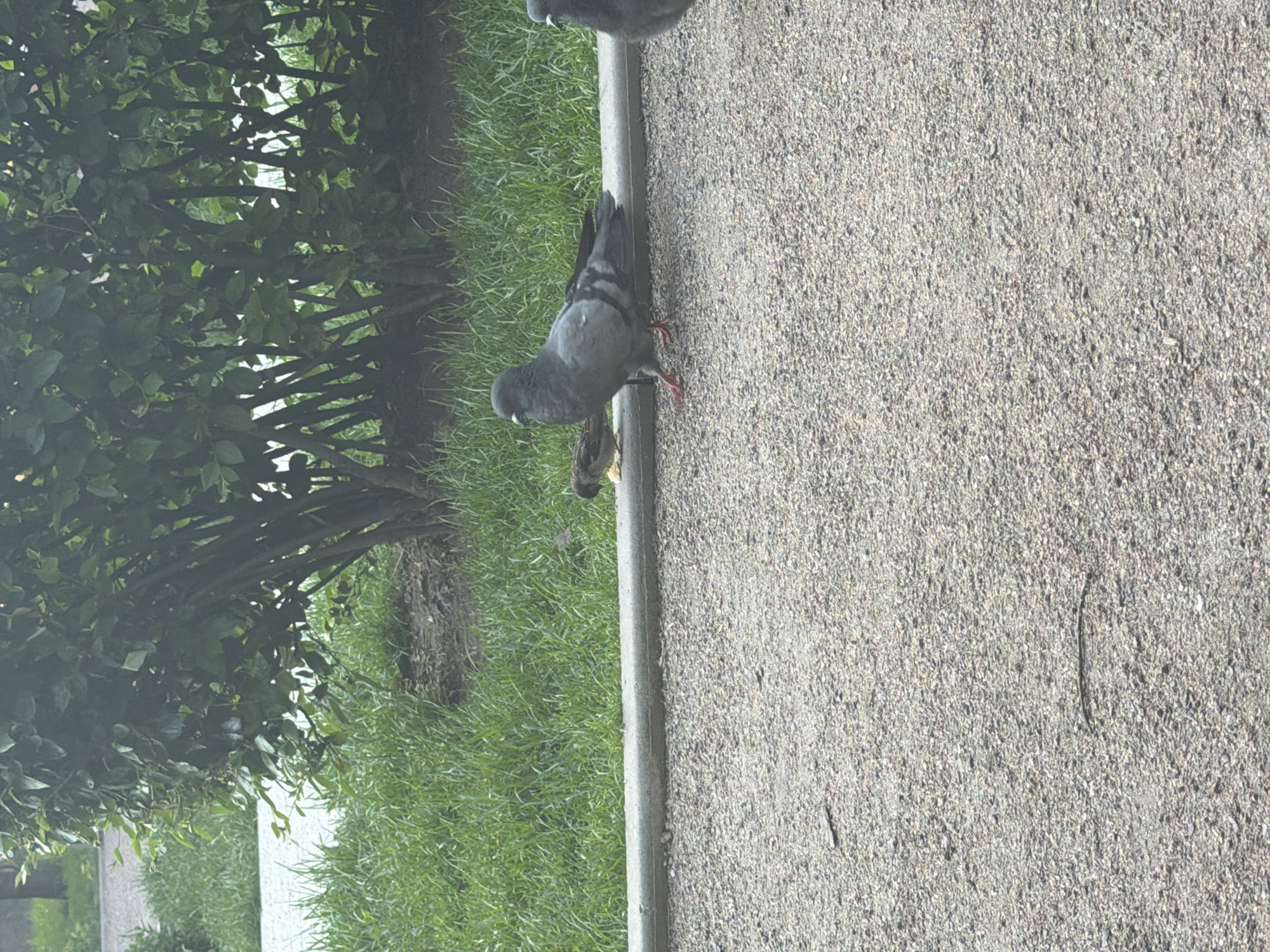 A pigeon stands on a gravel path next to a concrete curb. Behind the curb, green grass borders a dense green bush. A smaller bird is partially visible in the grass, pecking at a piece of food. The scene appears to be in a park or public garden in Saint Petersburg, Russia, suggested by the presence of common city wildlife and manicured greenery.