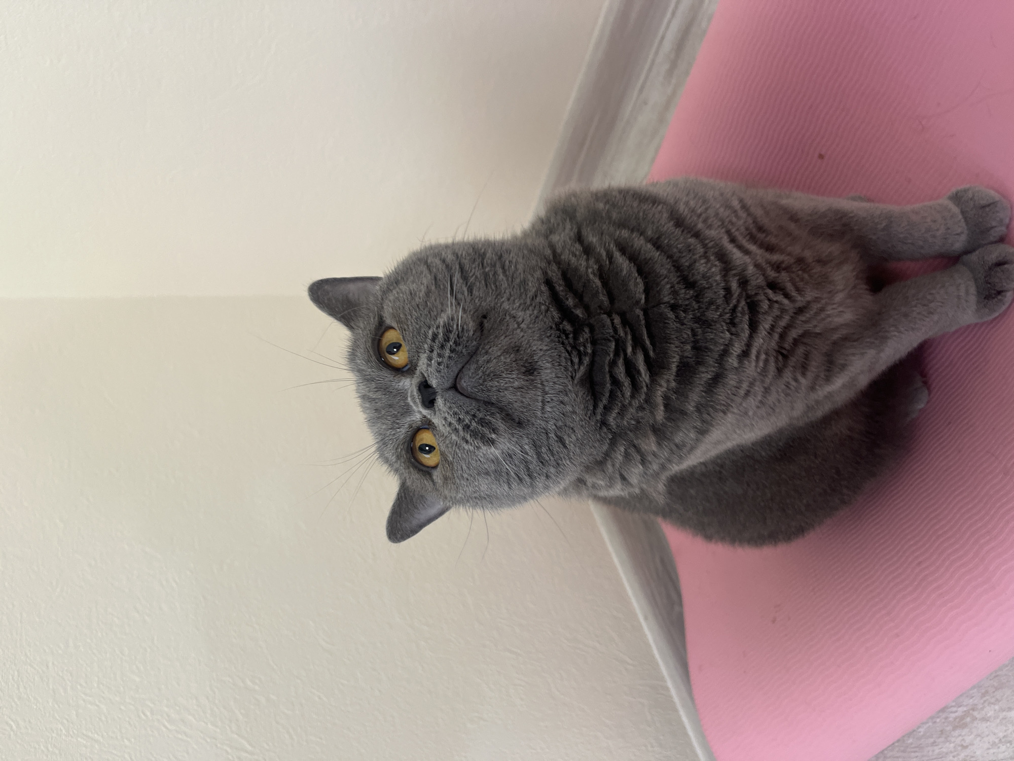 A British Shorthair cat with dense grey fur and bright orange eyes sits on a pink yoga mat. The cat is looking upwards, its head tilted slightly. The background consists of a lightly textured, cream-colored wall meeting a light-colored skirting board. The scene is indoors, with no indications of Saint Petersburg, Russia.