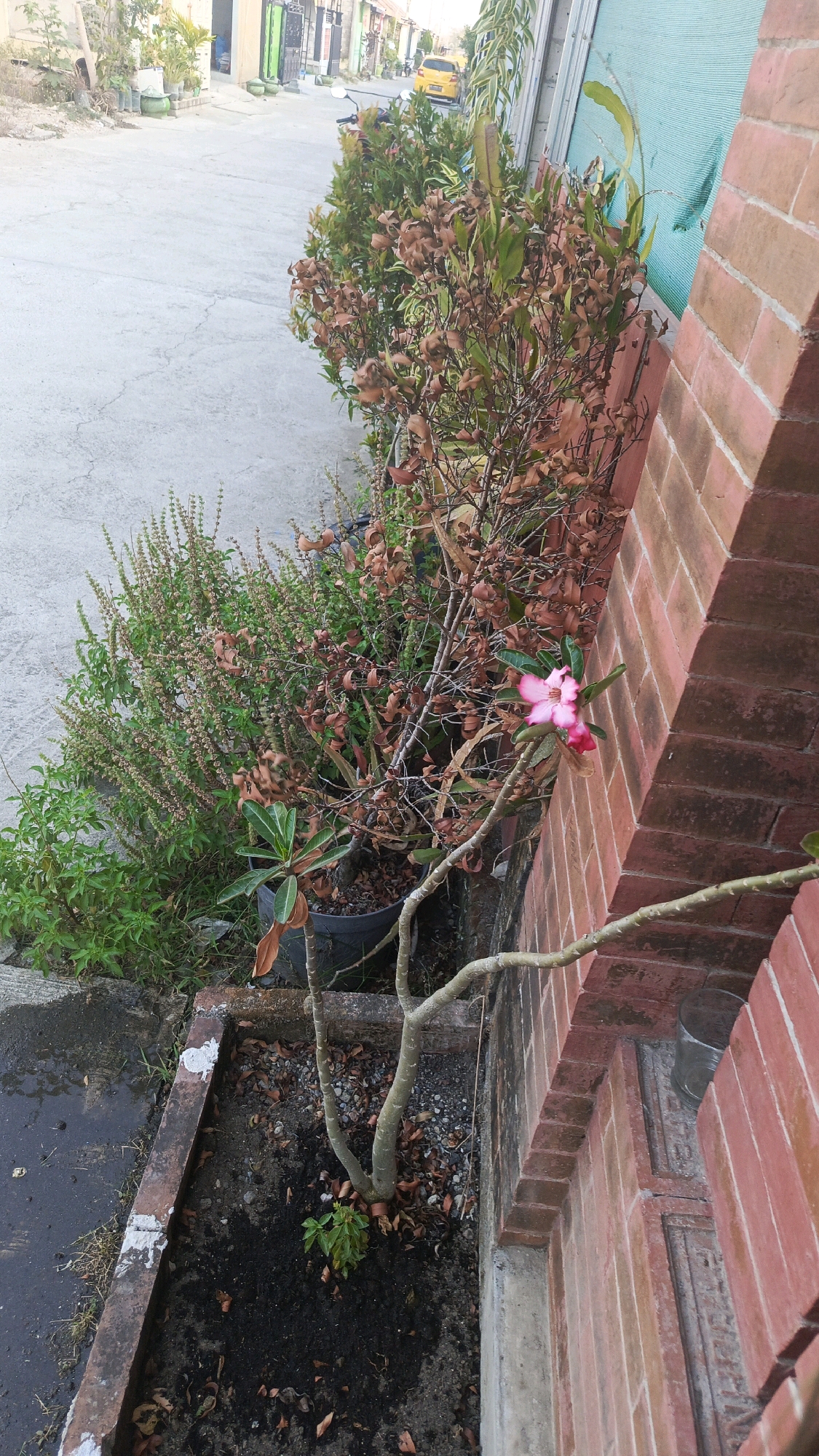 The image captures a close-up view of a plant with pink and white flowers in front of a brick wall in Babadan, Indonesia. The plant has a thick, gnarled stem and several branches, with a single bloom prominently displayed. To the left of the flowering plant, there is a dense cluster of smaller green plants. The background shows a paved area with a slight incline, possibly a street or pathway, with houses and buildings visible in the distance. A yellow car is parked on the right side of the pathway. The overall scene suggests an outdoor setting in a residential area, possibly a yard or garden. The lighting indicates it is daytime.