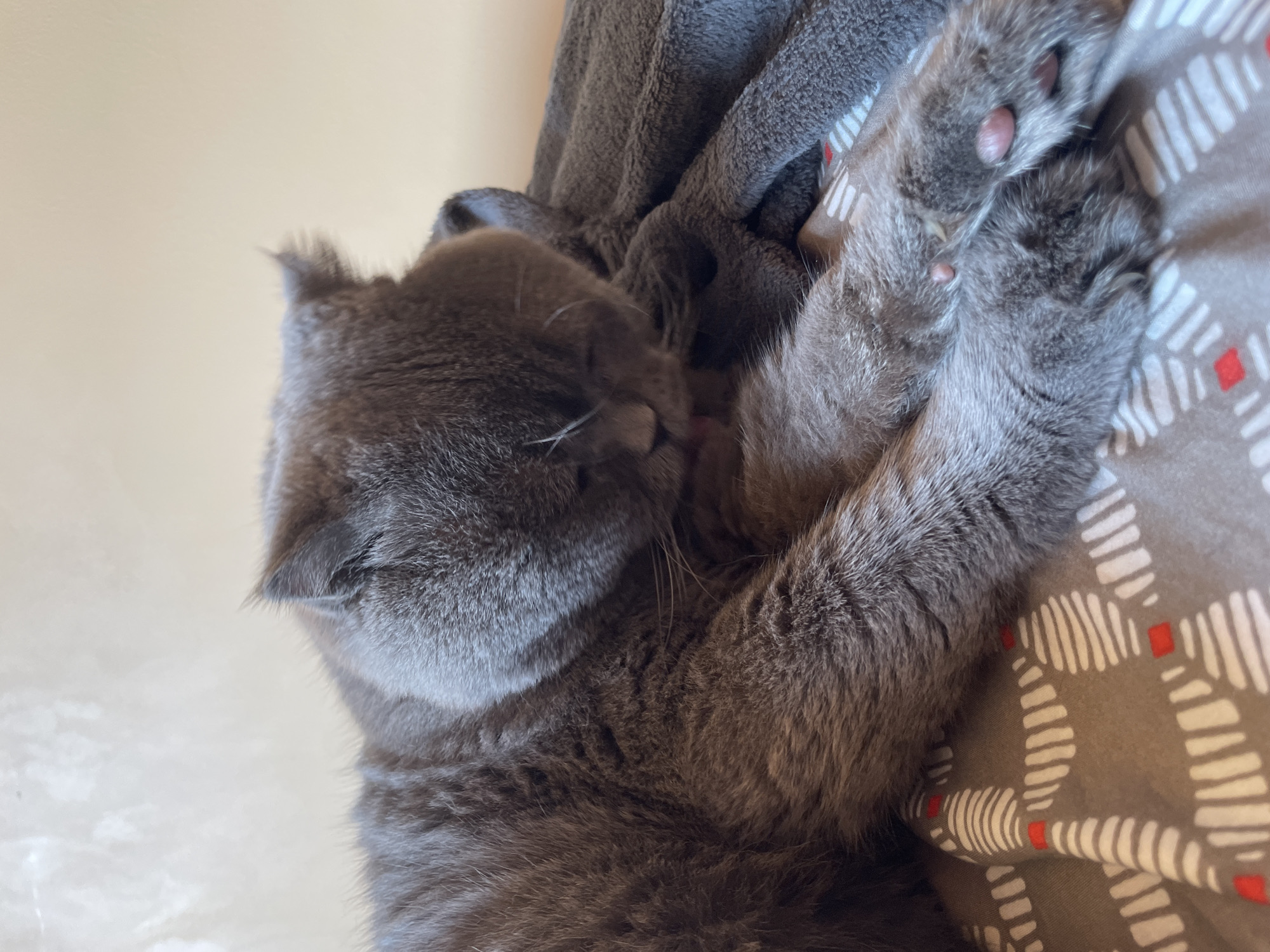 An adult, gray, short-haired cat is grooming itself on a blanket. The cat is lying on its side with its head down, licking its front paw. The cat is positioned on a gray blanket with a pattern of white lines and small red squares. Another gray blanket is draped over the cat's back. The background is a plain, light-colored wall. The scene appears to be indoors, possibly in a domestic setting. No location in the city of Unknown, Unknown can be determined.