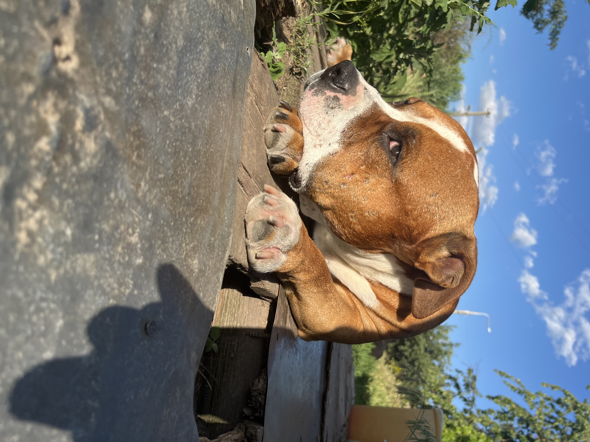 The image captures a close-up of a brown and white pit bull type dog lying down outdoors. The dog is resting its head on its front paws, which are on a wooden surface. The dog's expression appears relaxed, with its eyes looking off to the side. In the background, green foliage and trees are visible under a bright blue sky with scattered clouds. The lighting suggests it is daytime, possibly late afternoon, with sunlight casting shadows. There is no indication of the city of Dnipro, Ukraine, or any specific urban environment.
