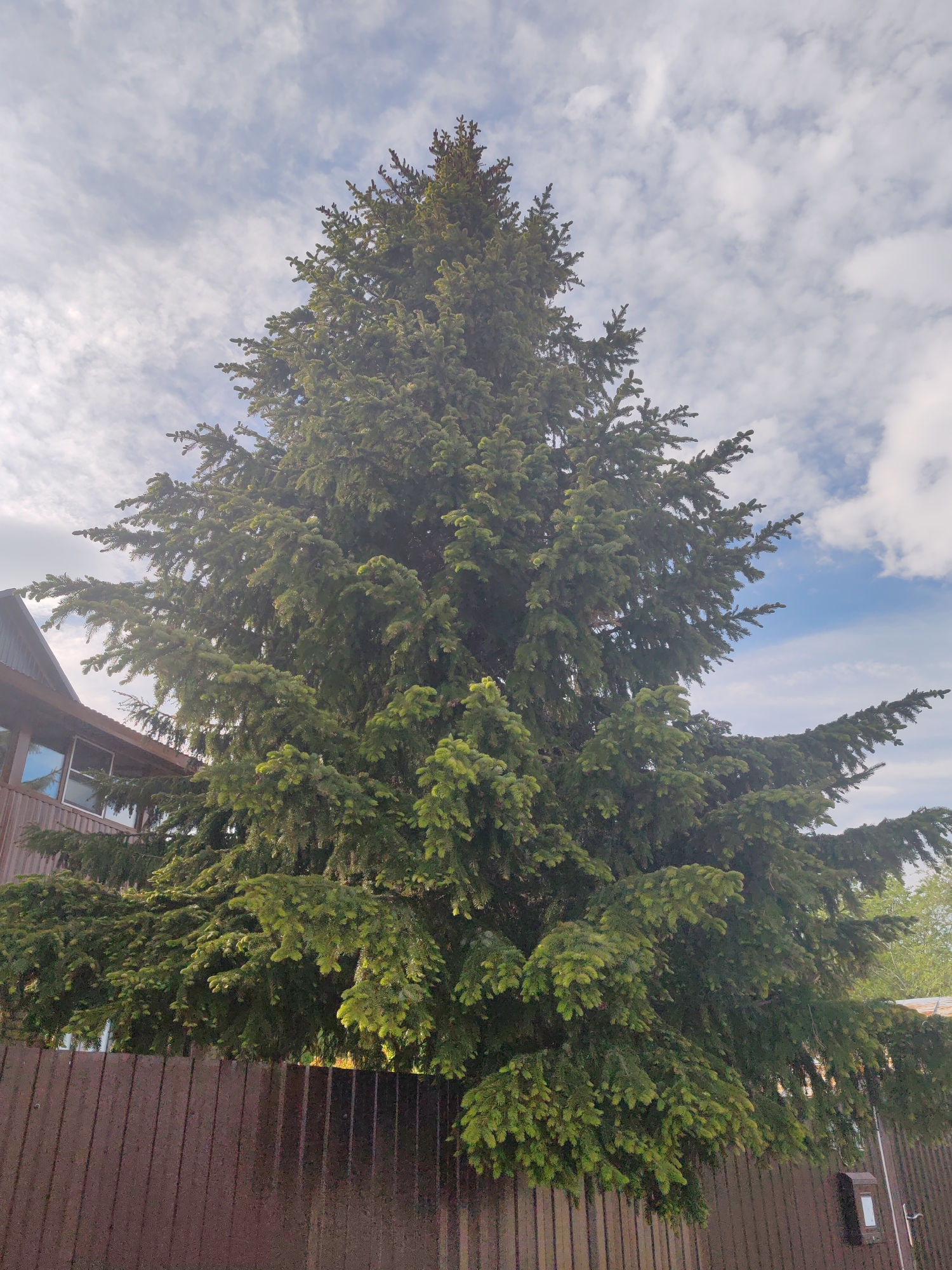 A tall, mature evergreen tree dominates the center of the image, its dense branches filled with green needles reaching towards a partly cloudy sky. To the left of the tree, a portion of a brown wooden building with windows is visible. A dark brown wooden fence runs horizontally across the lower portion of the frame, separating the foreground from the rest of the scene. The location is identified as Paratunka, Russia.