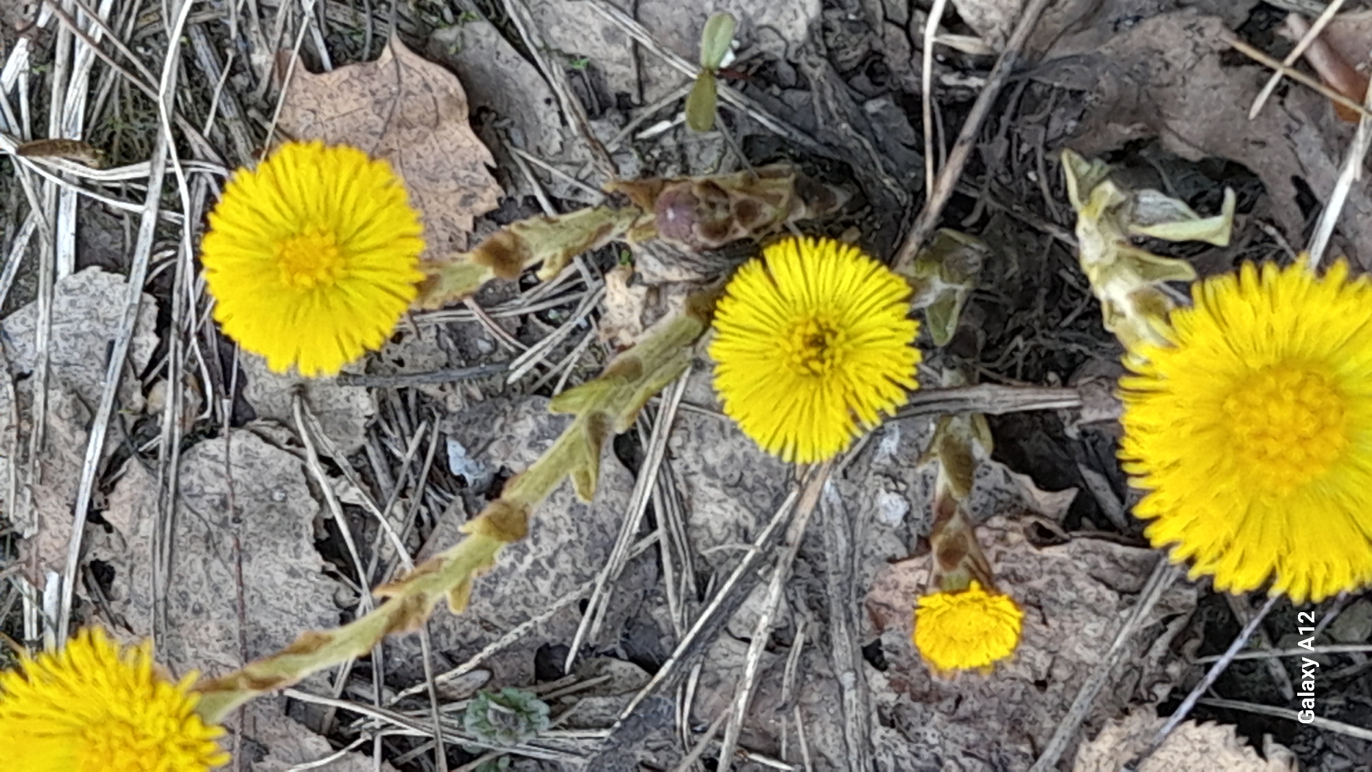 The image shows a cluster of bright yellow flowers, likely Coltsfoot (Tussilago farfara), growing in an area with dry, brown leaves and twigs. The ground appears to be dirt and leaf litter. The location, according to the prompt, is Марковский, Russia. There are no people visible in the image. The focus is on the vibrant flowers in the otherwise muted environment. A small bud and a partially opened flower are visible among the more mature blooms. The overall impression is one of early spring growth emerging from winter debris.