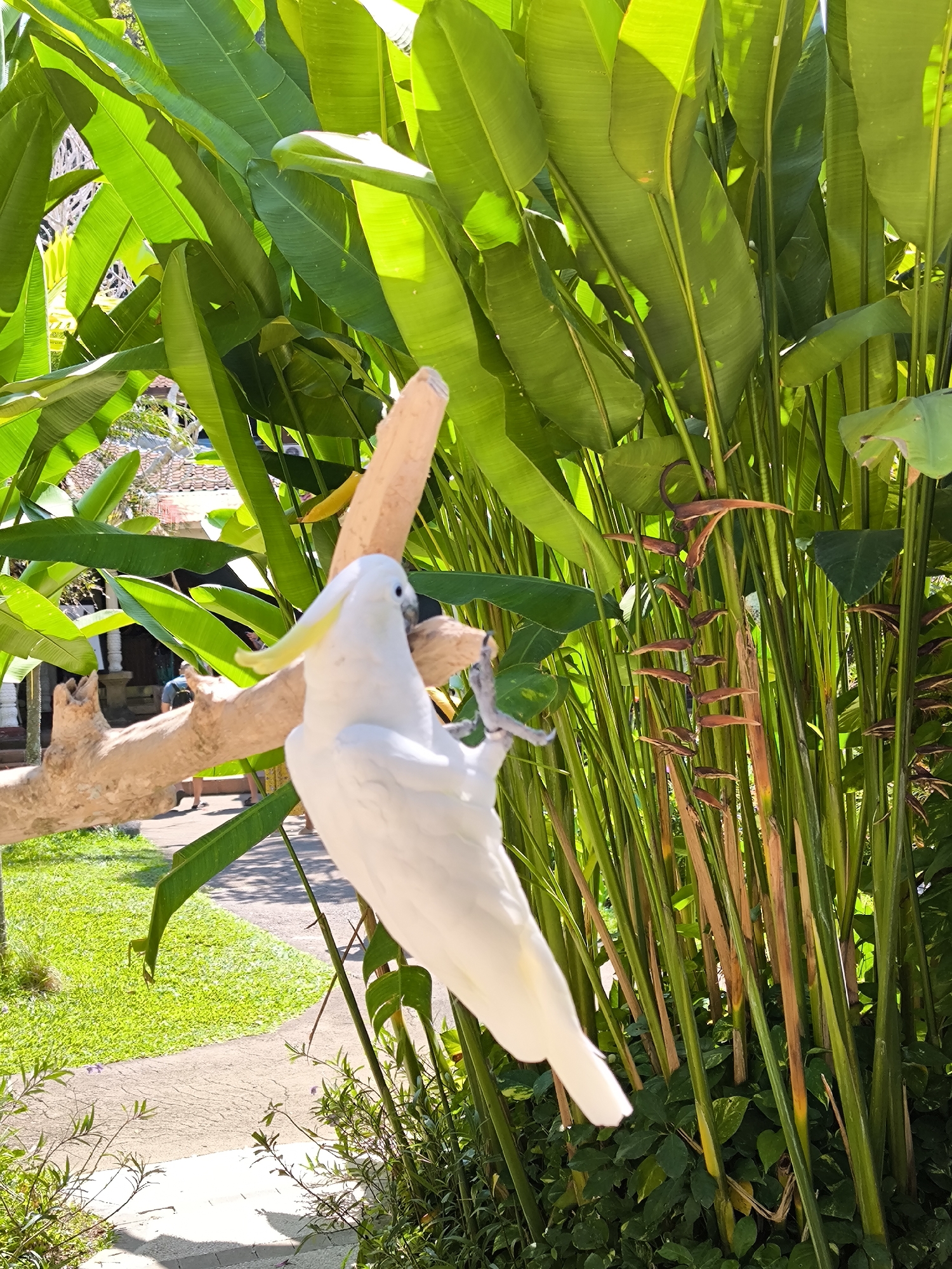 A white cockatoo perches on a branch in front of lush green foliage, with a path and grassy area visible in the background. The location is identified as Sukawati, Indonesia. The bird, with its yellow crest, is the primary subject, captured mid-action as it grips the branch with its feet. The environment suggests an outdoor setting, possibly a garden or park, characterized by tropical plants and sunlight filtering through the leaves. The overall scene is peaceful and natural.