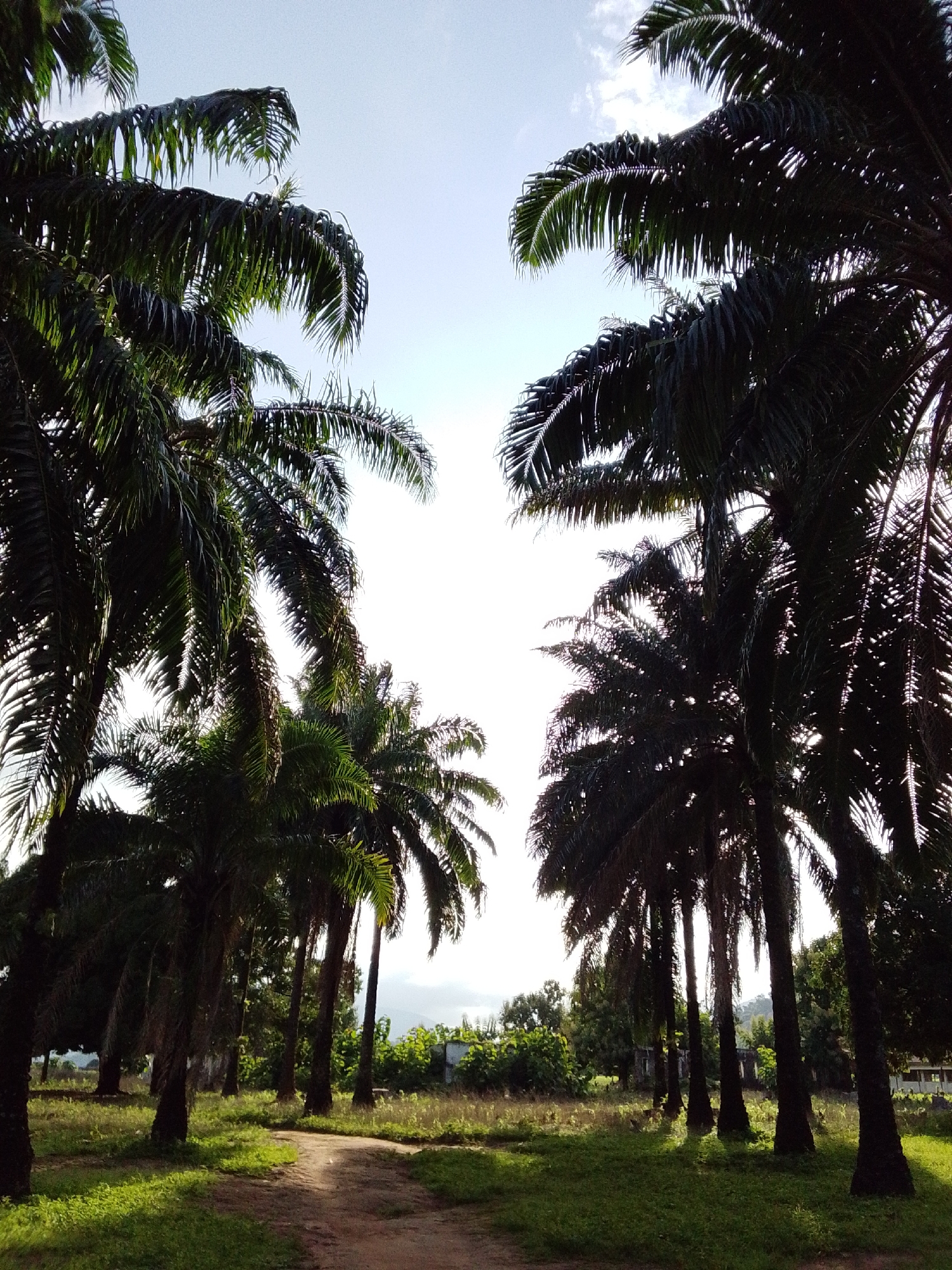 In the city of Serti, Nigeria, a dirt path winds through a grove of tall palm trees. The path is framed by lush green grass on either side, and the palm trees are dense, their fronds creating a canopy overhead. Sunlight filters through the leaves, casting dappled shadows on the ground. In the distance, more trees and some structures are visible, suggesting a rural or semi-rural setting within the city. The sky is bright and clear, with a few wispy clouds.