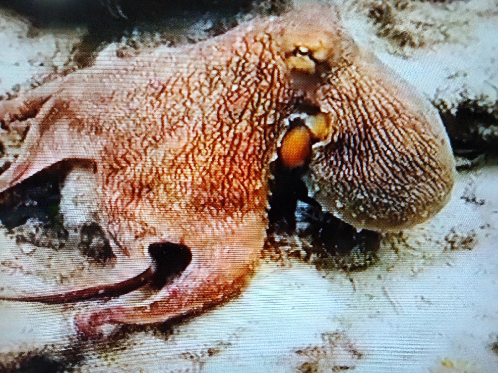 This is a close-up, slightly blurry, top-down view of an octopus on a sandy seabed. The octopus is reddish-brown with textured skin, and its body is partially curled. One of its eyes is visible, as well as a glimpse of its beak. The environment is a shallow, sandy area with some small rocks and debris. There is no indication of any urban setting, and therefore no connection to Dushanbe, Tajikistan.
