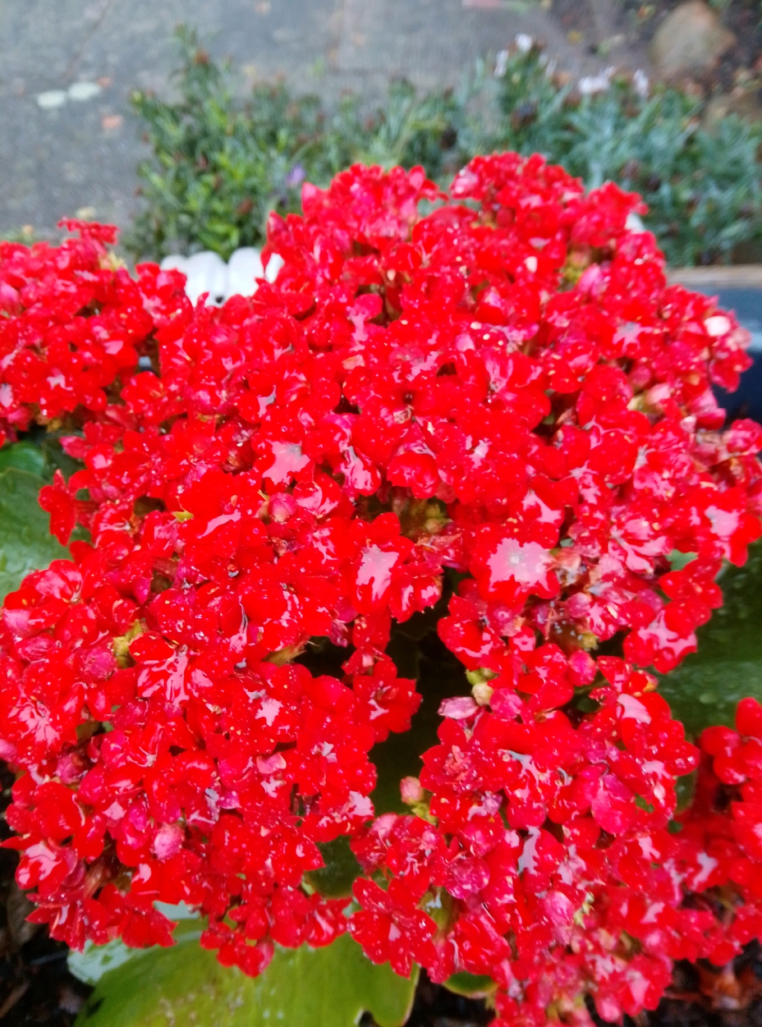 A close-up, low-angle outdoor shot shows a cluster of bright red flowers, likely Kalanchoe, covered in water droplets. The flowers are densely packed, forming a vibrant mass of color. In the background, blurred green foliage and a grey, wet surface suggest an urban environment, possibly a garden or planter box in Hamburg, Germany, after rain. There are no people or animals visible in the frame. The lighting is soft and diffused, indicating overcast conditions. The focus is sharp on the foreground flowers, with the background significantly out of focus.