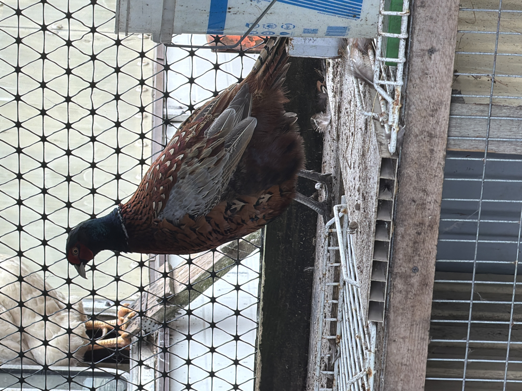 The image shows a male pheasant standing on a wooden platform, possibly within an enclosure. The pheasant has distinctive iridescent plumage with brown, black, and metallic green markings, and a red patch around its eye. It is standing in front of a wire mesh fence. In the background, through the fence, another bird, likely a white chicken, is partially visible. The platform appears to be made of weathered wood and has a white wire rack on top. Scattered on the platform are a few feathers and some dirt. To the right of the pheasant, a white plastic bucket with blue stripes is visible. The overall environment appears to be an outdoor enclosure, possibly a coop or aviary. There are no people or any indication of the city of Yuzhno-Kurilsk, Russia.