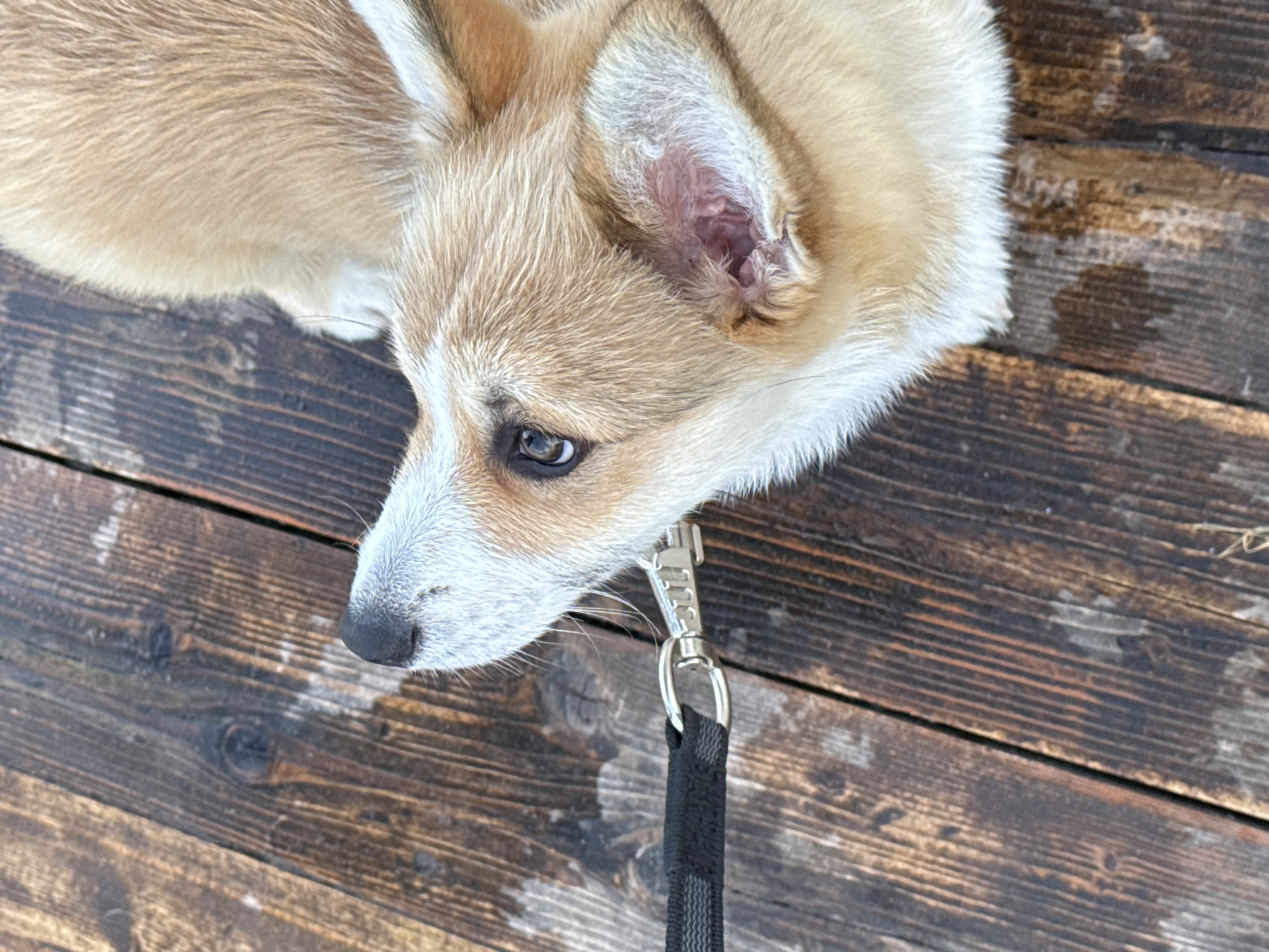 A close-up, overhead shot shows a young corgi lying on a wet wooden deck. The dog's face is angled upwards and to the left, with its nose pointed towards the camera. The dog has light brown and white fur, with dark eyes and ears. A black leash with a silver clasp is attached to the dog's collar and extends out of frame to the left. The wooden deck appears weathered and wet, with visible wood grain and some scattered debris. The scene is set in Pchelka, Russia.