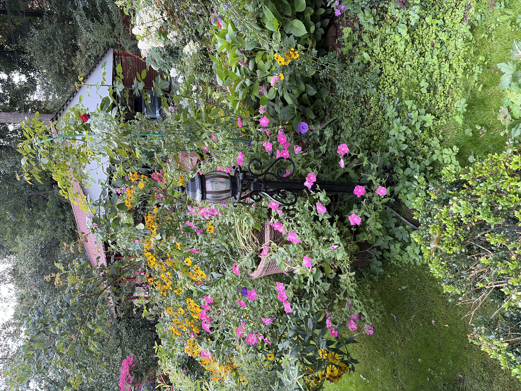 The image depicts a lush garden filled with a variety of flowering plants, including pink petunias, yellow daisies, and hydrangeas. A black, ornate lamppost stands prominently in the foreground, surrounded by the colorful blooms. In the background, a small red-roofed building with white siding is visible, partially obscured by the dense foliage. A car is parked under a covered area attached to the building. The garden is well-maintained, with green grass and various ground cover plants. There are no people or animals present in the scene. The overall impression is one of a vibrant and tranquil outdoor space. There is no information in the image to suggest its location in Balashikha, Russia.
