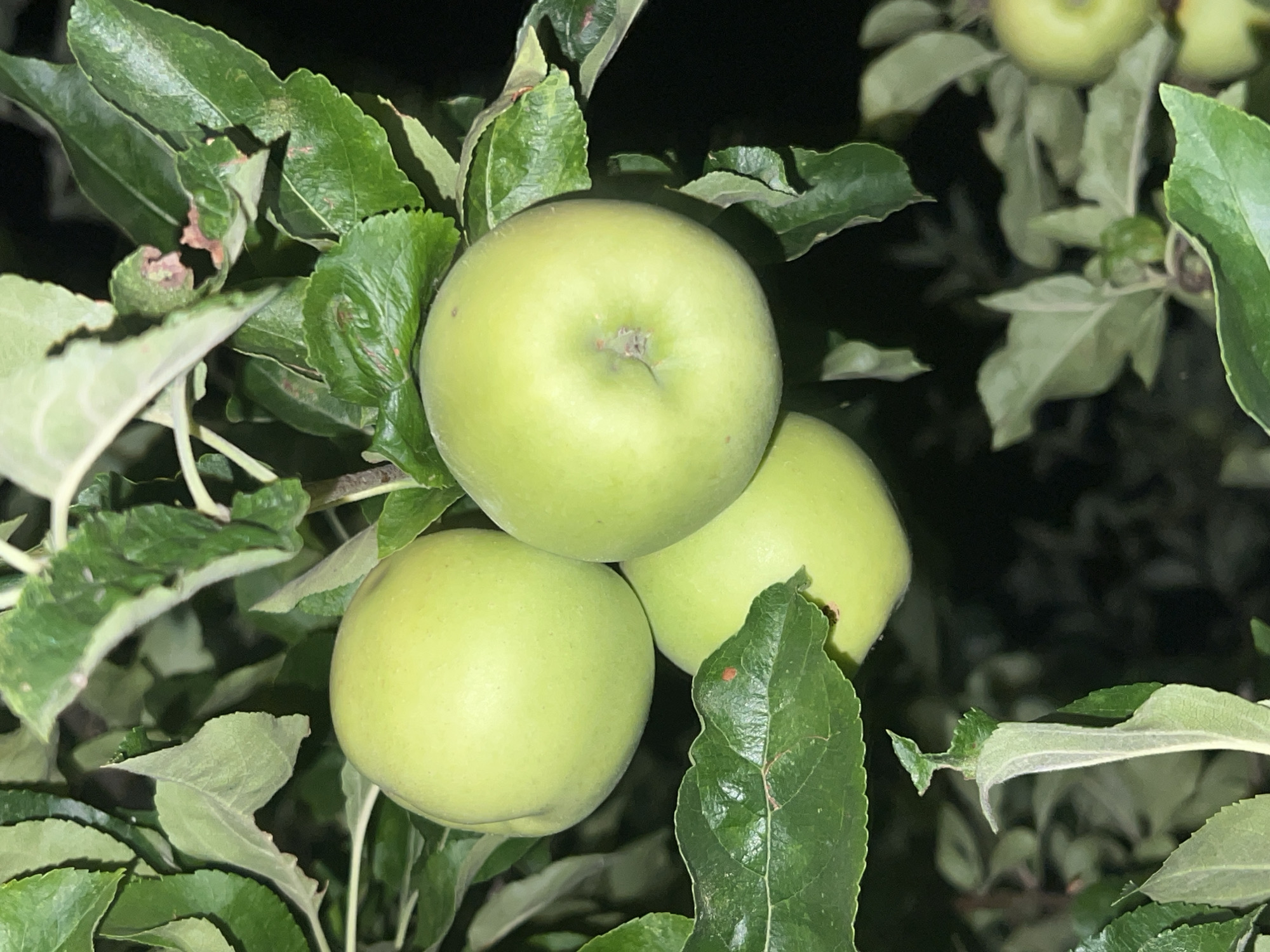 In Akandzhievo, Bulgaria, a close-up, low-light photograph captures a cluster of three unripe, green apples hanging from an apple tree branch. The apples are round and smooth, with a pale green hue. Lush, dark green leaves surround the fruit, some showing signs of damage with brown spots and torn edges. The background is predominantly dark, suggesting it was taken at night or in deep shade. A fourth apple, partially visible and also green, can be seen lower and to the right of the main cluster. The image focuses on the natural setting of the fruit on the tree.