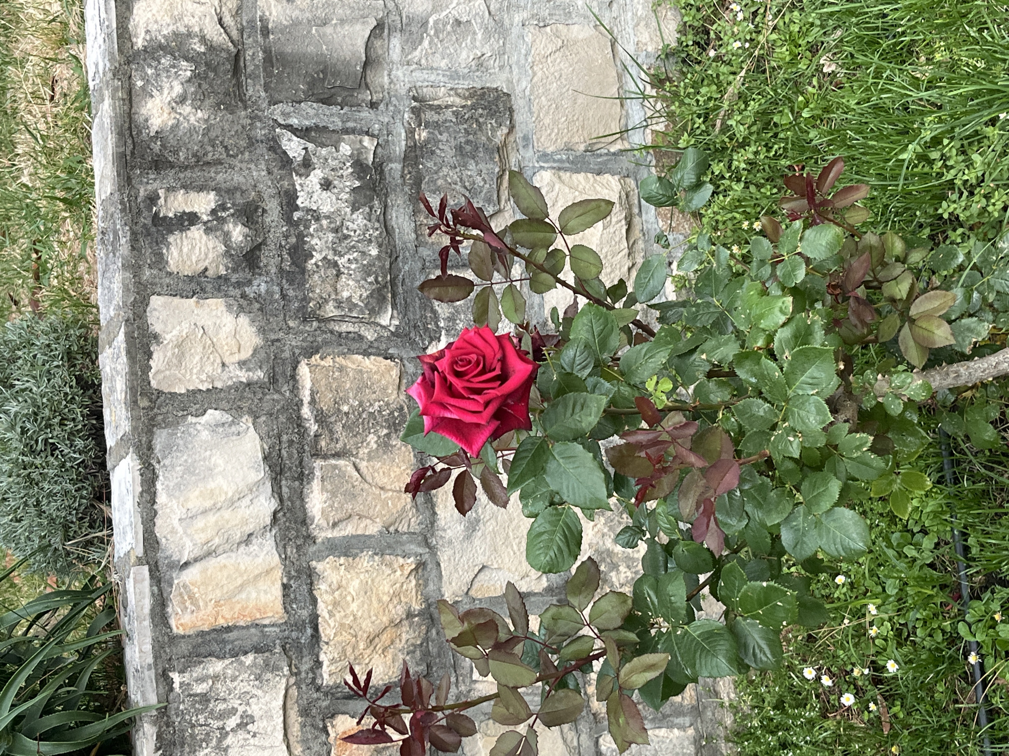 A red rose blooms against a stone wall in an outdoor setting. The wall consists of light-colored rectangular stones with dark mortar. The rose bush has dark green leaves and some reddish-brown new growth. Green grass and small white flowers grow near the base of the bush. It is likely located near Budva, Montenegro.