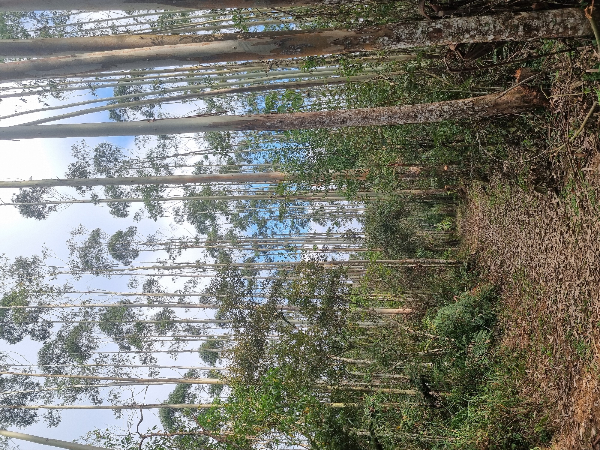 The image depicts a forest path lined with tall eucalyptus trees, their smooth, pale trunks creating a sense of verticality. The path itself is covered in fallen leaves, suggesting an autumn or dry season. Dense green foliage flanks the path, with some areas appearing more overgrown than others. The sky above is visible through the canopy, showing a cloudy day. The scene conveys a sense of natural beauty and tranquility, possibly a park or a natural reserve within Mogi Das Cruzes, Brazil.