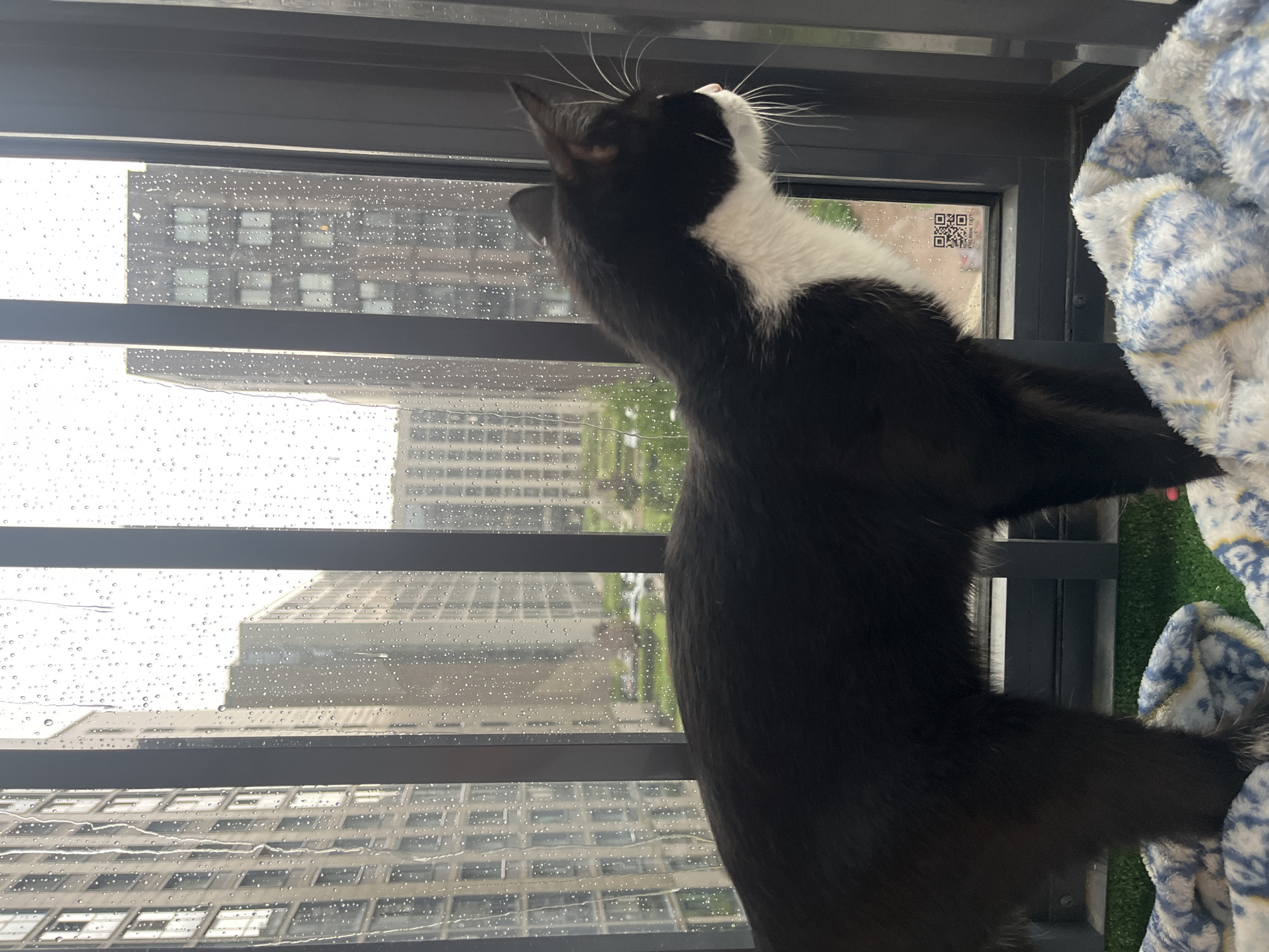 A black and white cat stands on a balcony, looking out a window at a city view. Raindrops are visible on the windowpane, obscuring the view of tall buildings and trees. The cat is in profile, facing right, with its white chest and whiskers prominent. A patterned blanket is visible on the balcony floor in the foreground. The image appears to be taken from a medium-high angle. There is a QR code on the window.