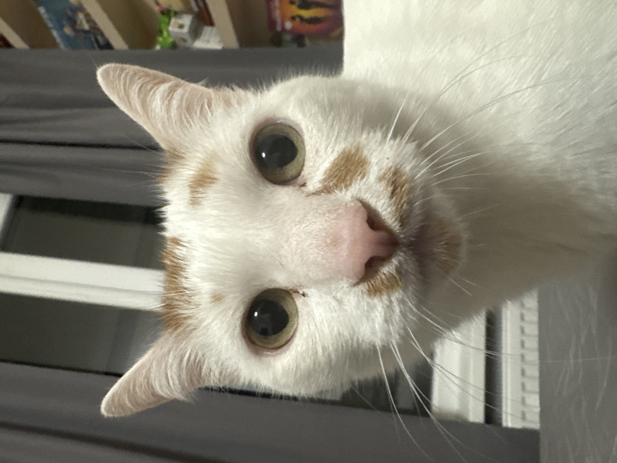 The image is a close-up, head-on portrait of a domestic short-haired cat. The cat features predominantly white fur with distinct ginger-orange patches located on its forehead and around its muzzle, forming a 'mustache' pattern. Its nose is pink, and its eyes display greenish-yellow irises with dilated black pupils, reflecting visible light sources. Prominent white whiskers extend laterally from its muzzle. The background is out of focus, indicating an indoor setting. To the left of the cat, a dark grey curtain and a portion of a white window frame are visible, with a faint suggestion of a radiator below. To the right, a matching dark grey curtain and a light-colored wooden shelving unit are discernible. Various indistinct objects populate the shelves, including a visible disc case or similar item featuring a dark background with two silhouetted figures. The scene is illuminated by what appears to be artificial indoor lighting. The specific location in the city of Sofia, Bulgaria, cannot be ascertained from the visual evidence within the image.