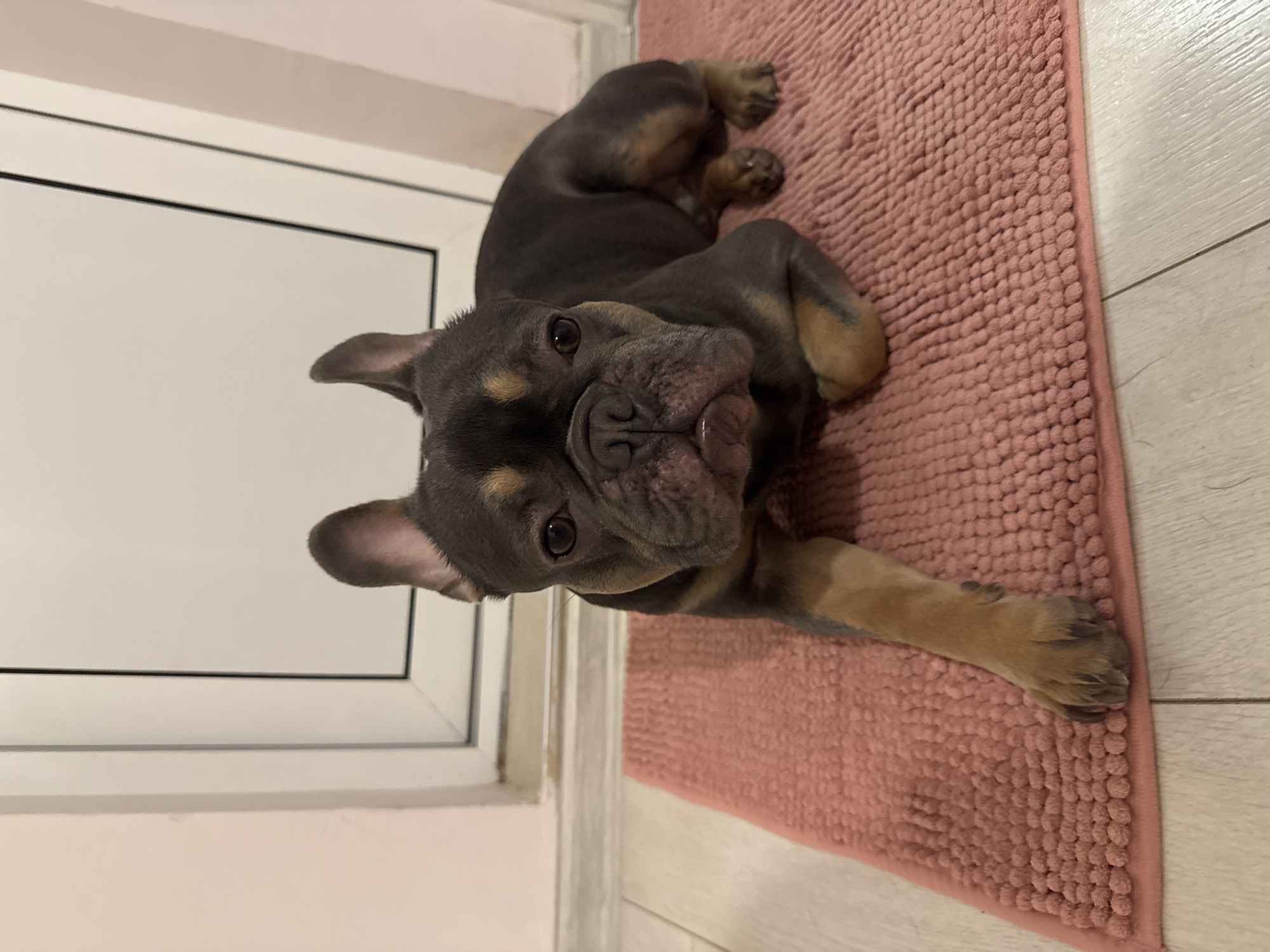 A close-up, angled shot shows a French Bulldog lying on a small, pink bathmat. The dog has a grey coat with tan markings on its legs and face. Its head is tilted back, looking directly at the camera. The dog is positioned near a white door frame and beige tile floor. The location is not discernible.