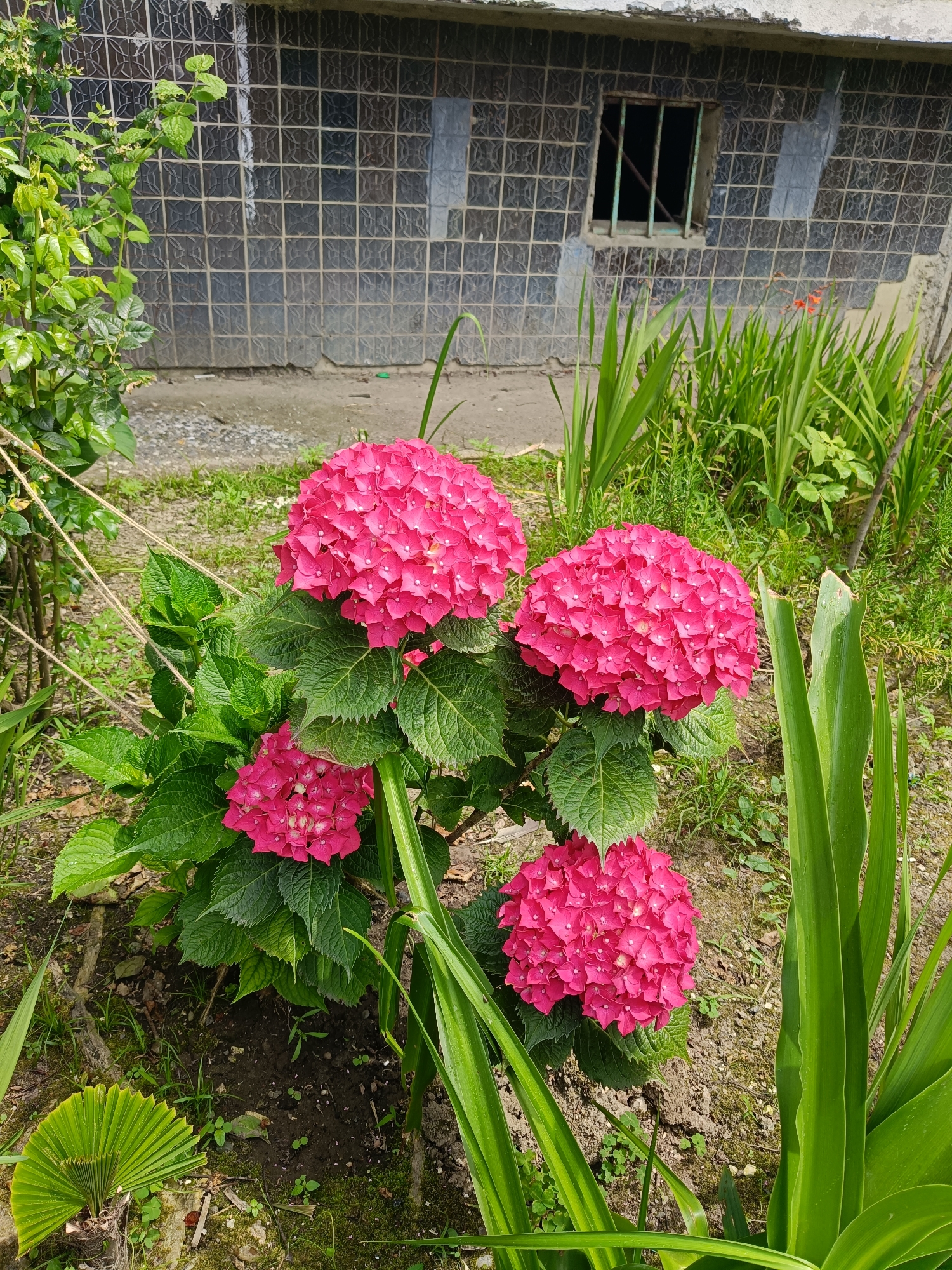 A close-up shot focuses on a bush of bright pink hydrangeas in full bloom, with several large, round flower heads dominating the foreground. The hydrangeas have lush green leaves. To the right of the hydrangeas, tall, slender green leaves of another plant reach upwards. In the background, a building with a tiled facade and a barred window is visible. The ground is a mix of soil, small stones, and patches of moss and grass. A decorative fan-shaped green leaf lies on the ground to the lower left. The overall setting appears to be an outdoor garden area next to a building. The lighting suggests it is daytime, possibly late morning or afternoon. There is no visible text in the image.