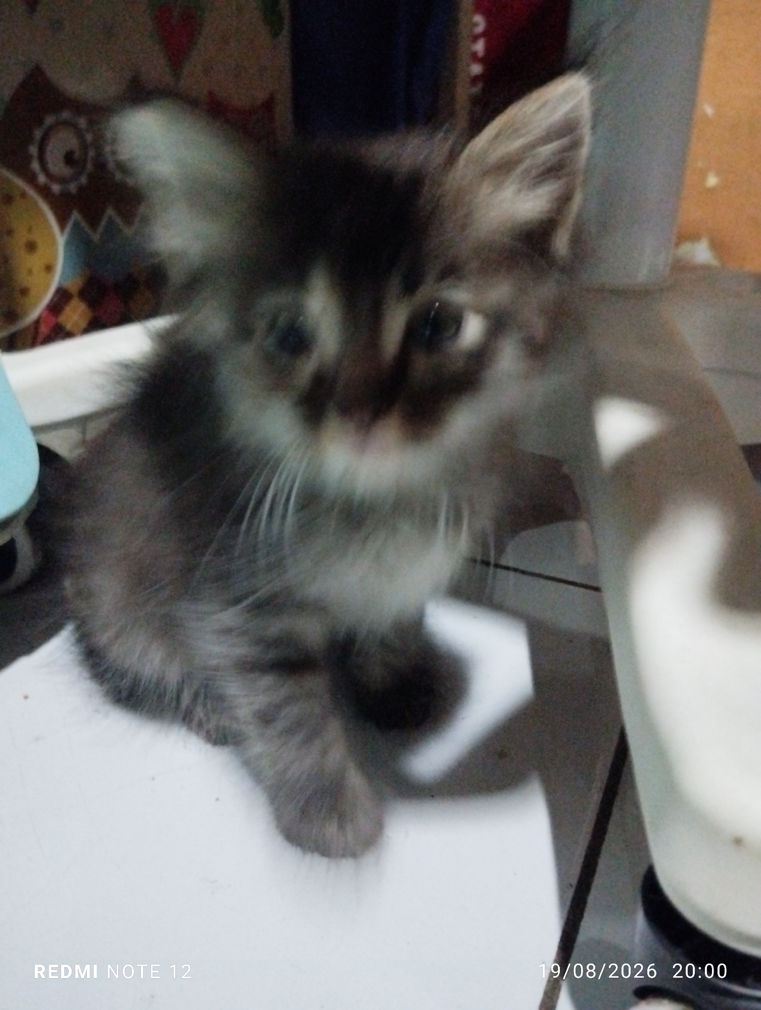 A blurry, low-light photograph shows a small, fluffy kitten with gray and brown fur sitting on a white surface. The kitten has large, tufted ears and its eyes are partially visible. The background is out of focus, with hints of patterned fabric, a yellow object, and a white object. Text at the bottom of the image reads "REDMI NOTE 12 19/08/2026 20:00". The scene is likely indoors, given the lighting and objects present. The image does not provide any information about the city of Bekasi, Indonesia.