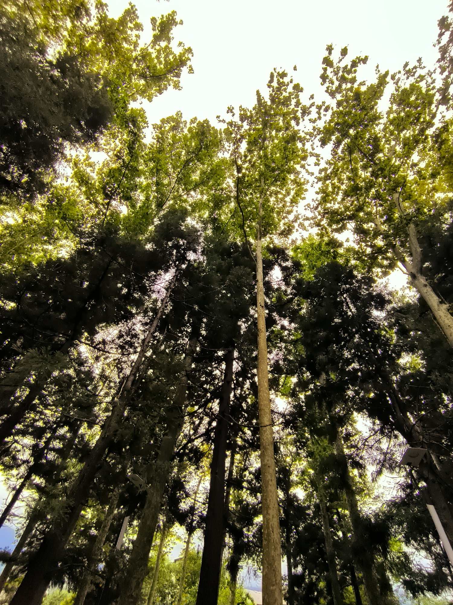 The image is a low-angle shot looking up at the canopy of tall trees in Batumi, Georgia. The leaves are a vibrant green, and the sky is bright and overcast. The trees are a mix of deciduous and coniferous varieties, with some trees having thick, dark foliage while others have lighter, more sparse leaves. The trunks of the trees are visible, some are thick and rough, while others are smooth and pale. The lighting suggests it is daytime, and the atmosphere is serene and natural. There are no people or animals visible in the image. The location appears to be a park or a forested area within the city, possibly near an urban border given the bright, almost artificial light filtering through the canopy. There is no specific identifiable landmark to pinpoint the exact location within Batumi.