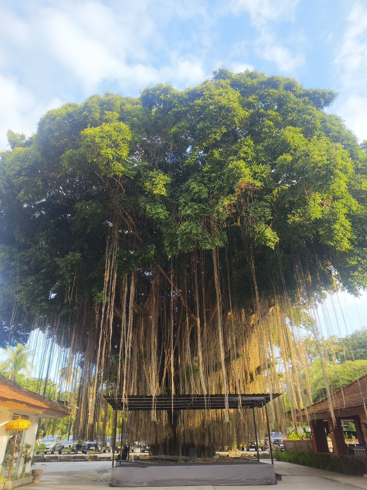 A massive banyan tree dominates the frame, its dense green canopy stretching wide under a bright blue sky with scattered clouds. Numerous aerial roots hang down like a curtain, some reaching the ground and disappearing into shadow. Beneath the tree, a dark, flat roof structure supported by metal posts is visible, with some grey fabric draped over it. To the left of the tree, a building with a light-colored exterior and a brown, tiled roof can be seen. A yellow, umbrella-like decorative item is attached to the side of this building. In the background, palm trees and other foliage are present, along with several parked vehicles, including SUVs and sedans. To the right of the banyan tree, another building with a brown tiled roof and open-air seating is partially visible. The ground is paved with light-colored tiles. This scene is located at the Big Tree Bar in Kuta Selatan, Bali, Indonesia.