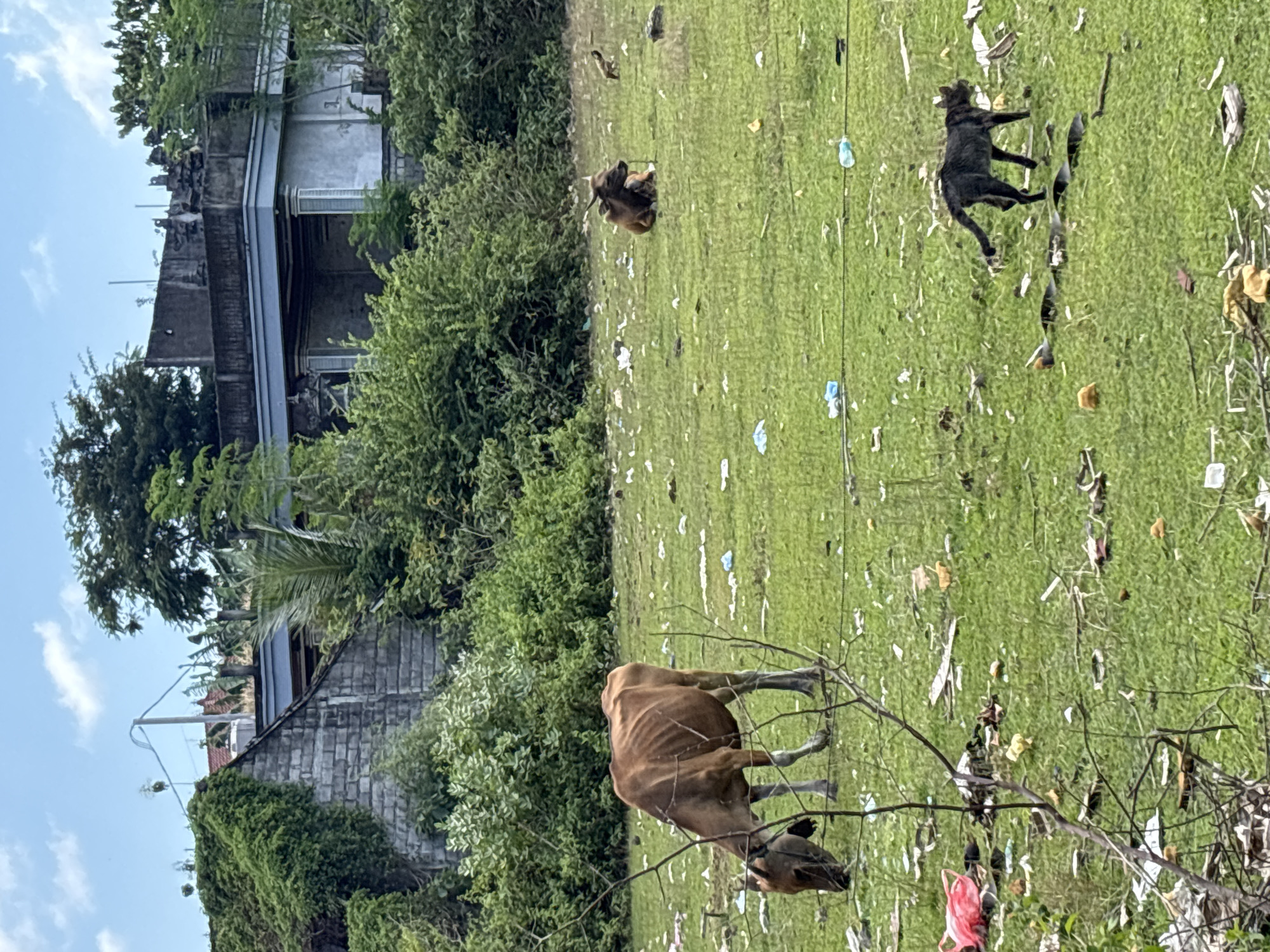 The image depicts a grassy field littered with trash in Kuta Selatan, Indonesia. A light brown cow grazes in the foreground, while a brown cow rests in the background. A black dog is running in the background of the field. Two buildings are visible in the background, partially obscured by trees. The sky is blue with a few white clouds.