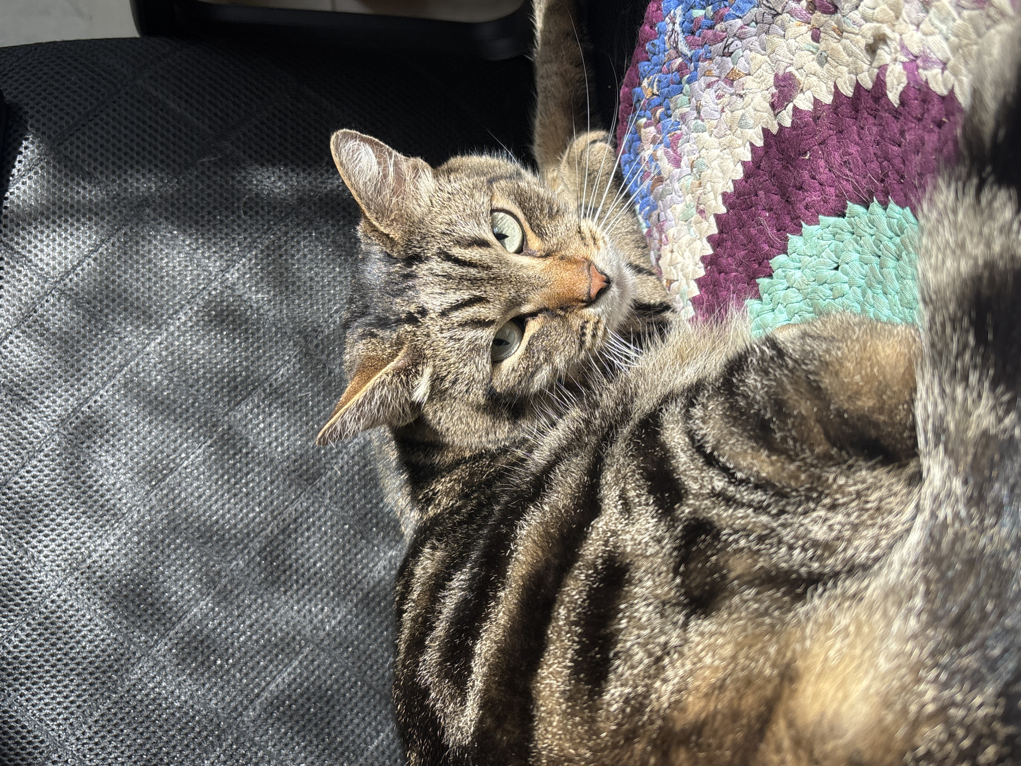 A brown tabby cat lies on its back on a black, mesh surface. The cat's head is turned toward the camera, and its green eyes are visible. The cat is partially resting on a colorful, circular, braided rug. The background is out of focus. There is no city of Dubrova in Russia, therefore location is not possible.