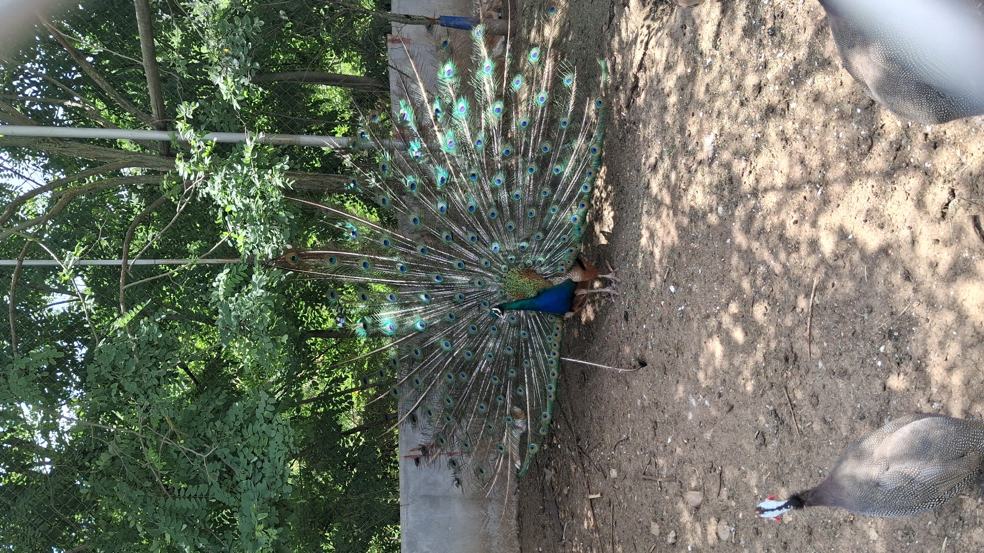 In an outdoor enclosure with a dirt ground and a concrete wall in the background, a male peacock displays its vibrant, fanned tail feathers. The peacock stands in the center of the frame, facing left, with its iridescent blue and green plumage spread wide. To the left of the peacock, a guinea fowl with spotted grey and white feathers looks towards the left edge of the frame. Behind the peacock, dense green foliage and tree branches form a natural backdrop, with the sky visible through the leaves. The scene appears to be in Koprivlen, Bulgaria, within a zoo or aviary setting.