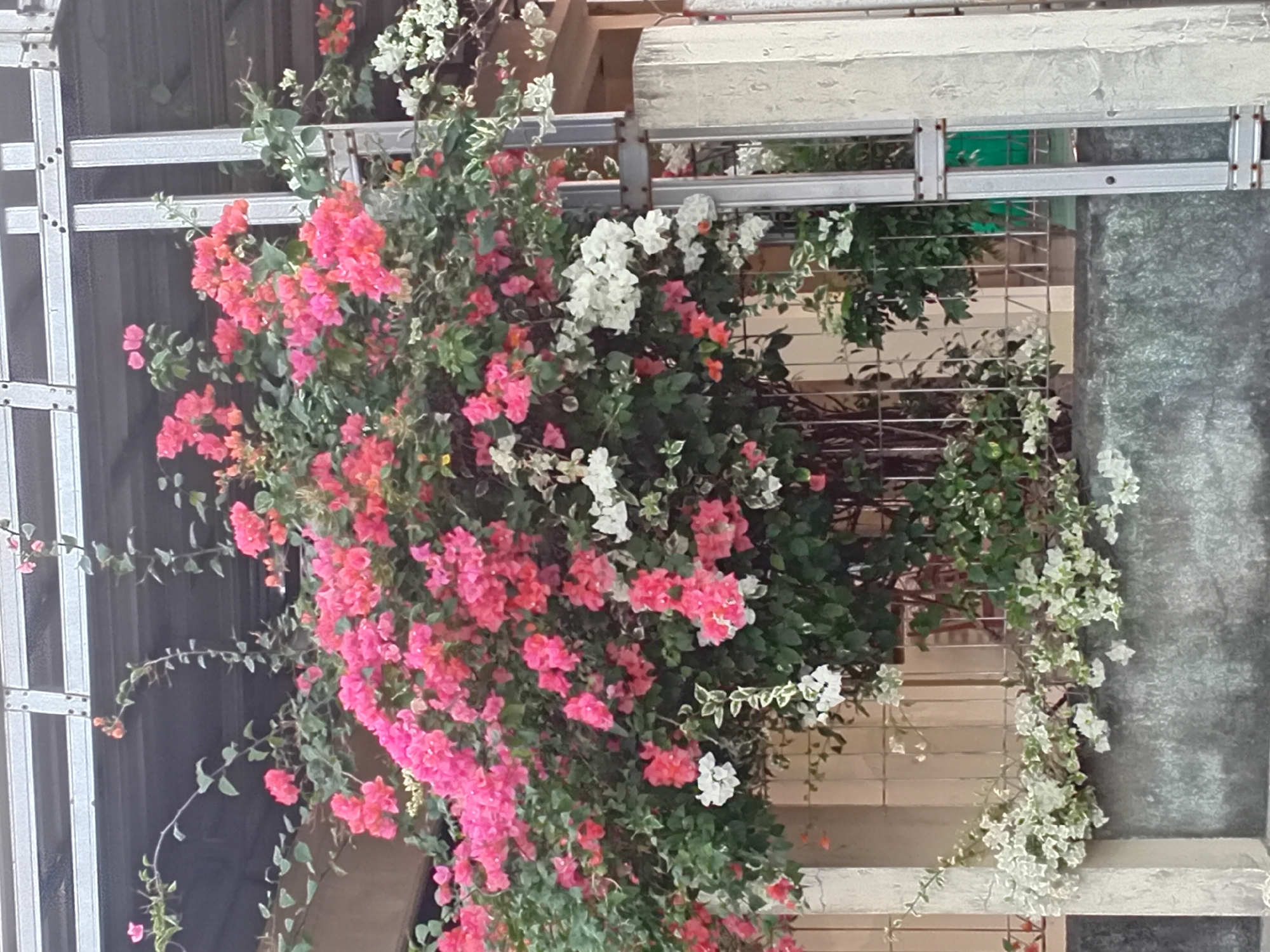 A vibrant bougainvillea plant with pink, red, and white flowers is the focal point of this image, which appears to be taken in Besito, Indonesia. The plant is overflowing with colorful bracts and lush green leaves, with some vines cascading down. It's positioned in front of a grey concrete wall and a metal fence, suggesting it might be a garden or outdoor space within a residential or public area. The background reveals a building with some architectural features, possibly part of a house or a structure in the surrounding neighborhood. The overall scene is one of natural beauty set against a backdrop of man-made structures, indicating a typical outdoor environment in a populated area.