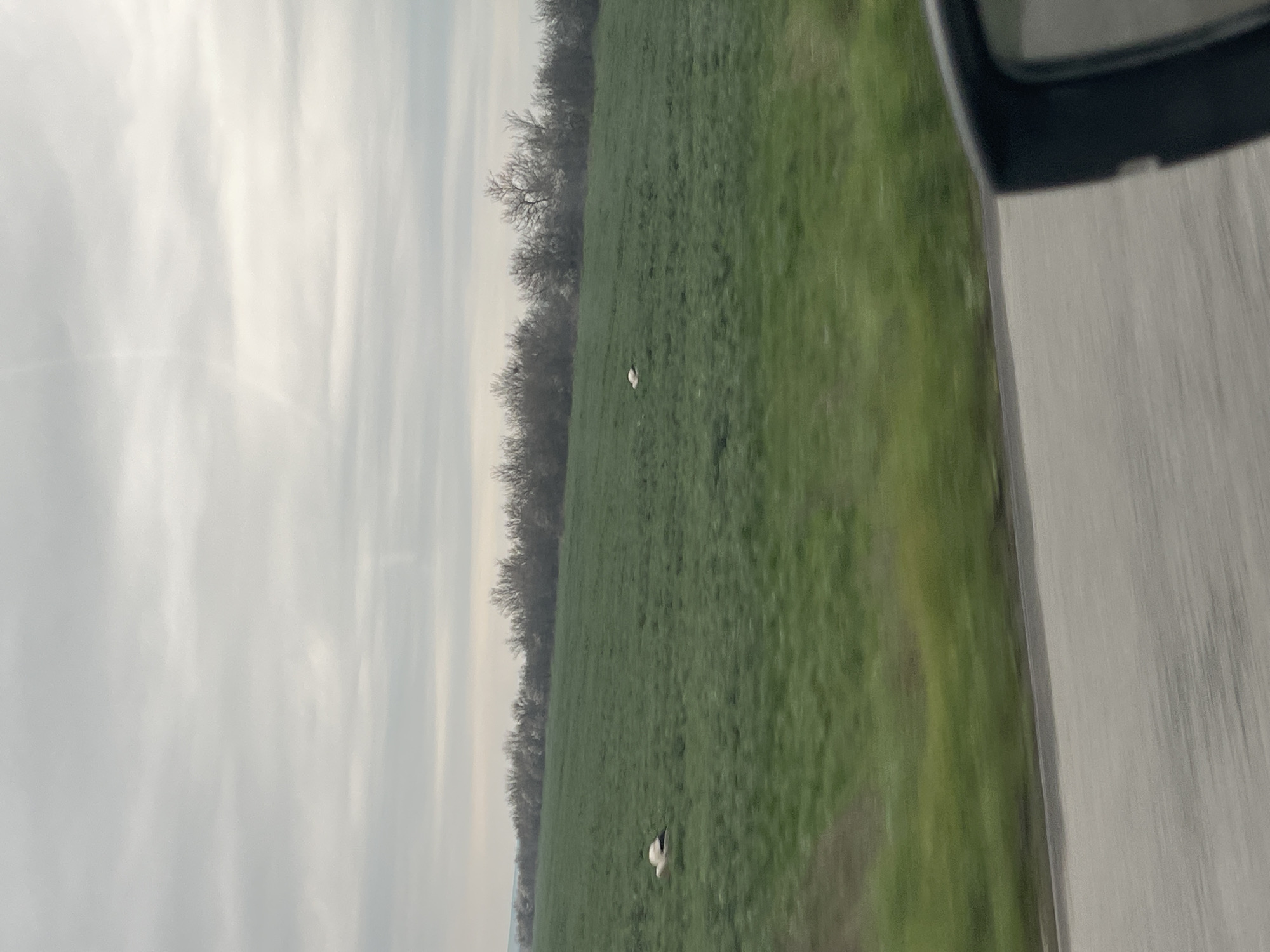 The image depicts a field with two white birds, possibly storks, in it. The field is bordered by a line of trees. To the right of the field is a road with part of a car visible in the foreground. The sky is overcast. The location is inferred to be near Bratovo, Bulgaria, based on the user's prompt.