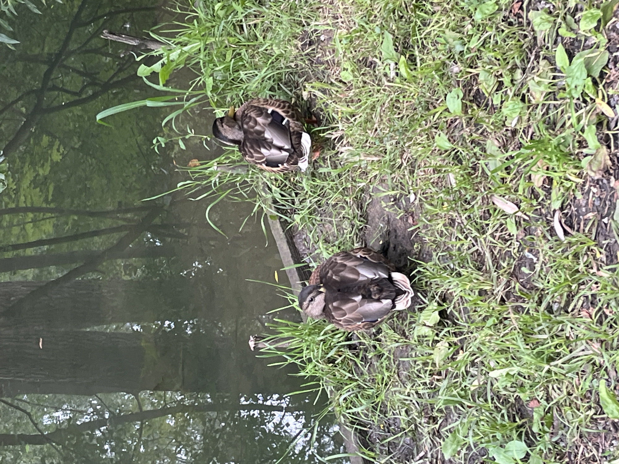 Two mallard ducks are resting on the grassy bank of a body of water, likely a pond or slow-moving river, surrounded by lush green vegetation. The water's surface reflects the surrounding trees, creating a dappled, verdant scene. The ducks, with their characteristic brown and white plumage, are positioned facing away from the viewer, nestled into the grass. One duck is closer to the foreground, and the other is slightly behind and to its right. The environment suggests a natural, peaceful setting within a park or wooded area. The image does not contain any information that would allow for localization to Kharkiv, Ukraine.