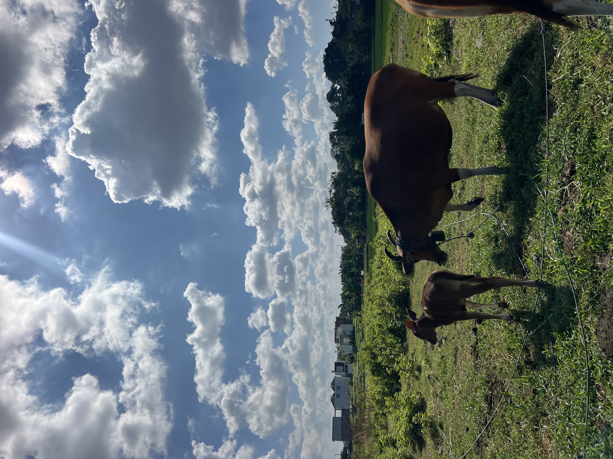 In North Kuta, Indonesia, on a sunny day with scattered cumulus clouds in a bright blue sky, a brown calf stands in a grassy field. A larger brown cow is positioned to the right and slightly behind the calf, facing the same direction. The cow has a bell around its neck and is tethered with a rope. In the background, a line of trees borders the field, and beyond that, several houses are visible, with some appearing to be under construction. The terrain is mostly flat, with patches of green vegetation and sparse wires lying on the ground.