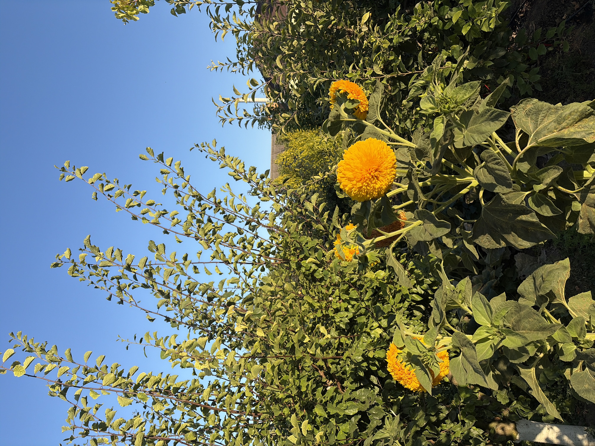 A sunlit scene unfolds in a garden in Oxentea, Moldova, where the clear blue sky serves as a backdrop for lush green foliage and vibrant yellow sunflowers. The foreground is dominated by the large, fluffy heads of teddy bear sunflowers, their petals a brilliant orange-yellow, reaching towards the sky. Their sturdy green stalks and large, textured leaves are clearly visible, showing the signs of the day's warmth and light.
Behind the sunflowers, a dense wall of green leaves creates a textured tapestry, interspersed with the dark, slender branches of trees. Some of these branches stretch upwards, their leaves catching the sunlight and appearing almost golden against the blue sky. Further in the background, a hint of a roofline suggests the presence of a house or other structure, its dark shingles blending with the shadows of the garden. The overall impression is one of a thriving, sun-drenched garden, a peaceful corner of the Oxentea landscape.
