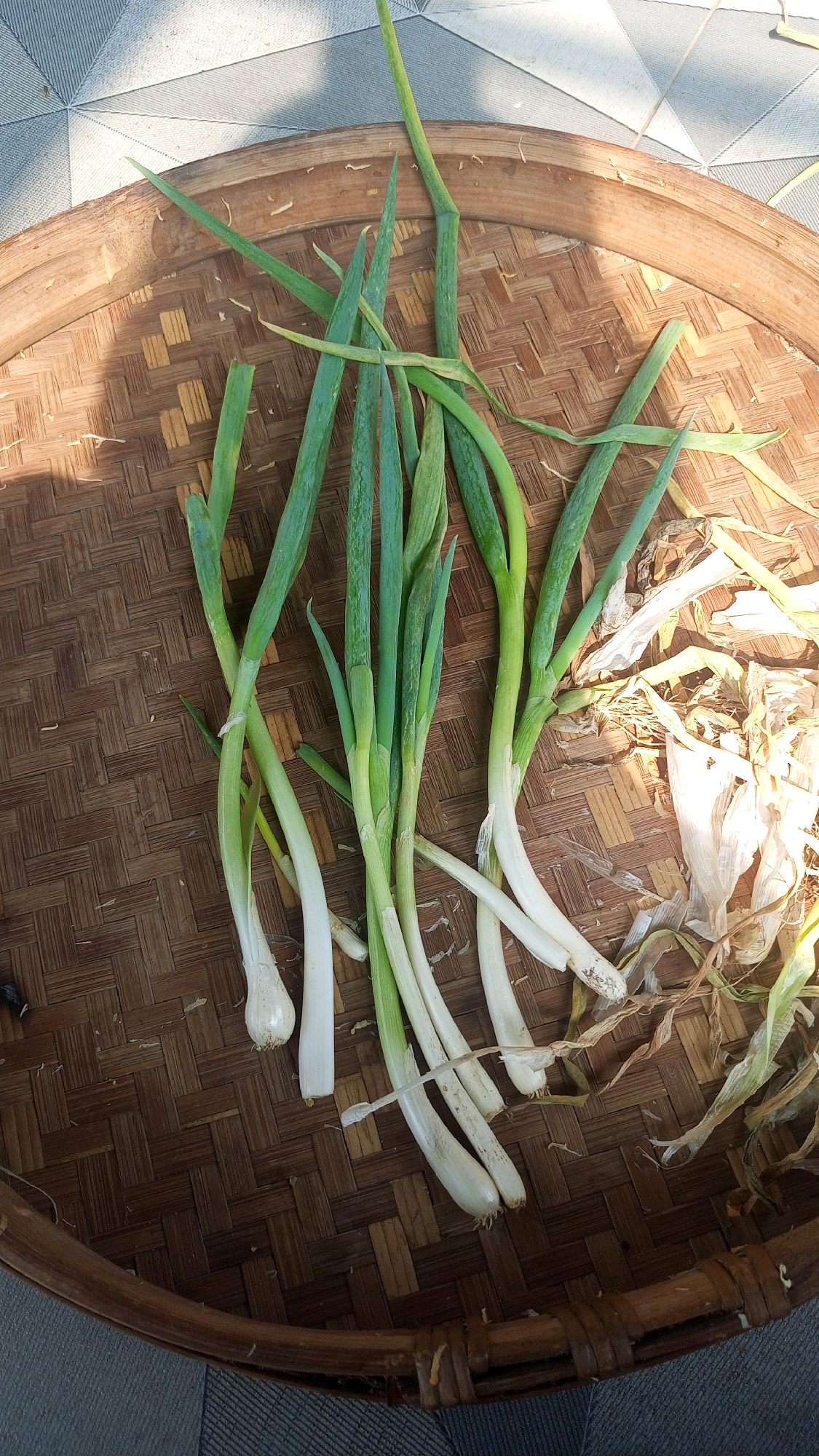 In Mangliawan, Indonesia, a woven bamboo tray holds a bundle of green onions. The tray is placed on a textured surface, possibly a tiled floor, with diagonal lines visible. Sunlight casts shadows across the scene, highlighting the woven pattern of the tray and the green stalks of the onions. Some of the onions have white bulbs at their base, while others appear to have been trimmed. Dried leaves and stalks are scattered around the edges of the tray.