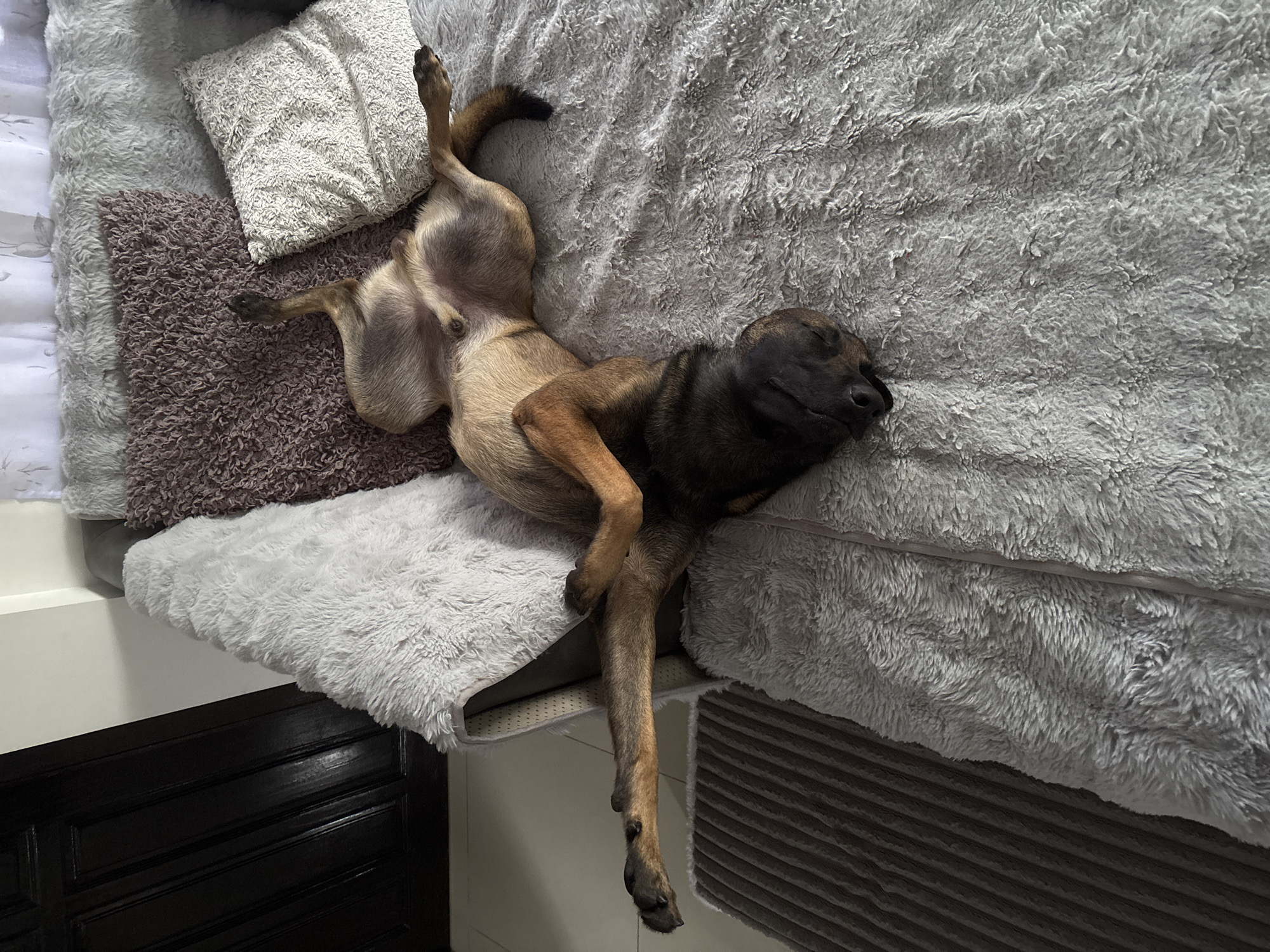 A German Shepherd dog sleeps on its back on a grey sofa, with its legs splayed out. The dog's head is turned to the side, resting on its face. The sofa is covered in soft, fluffy blankets and pillows. In the background, a dark wooden door is visible, and the floor appears to be tiled. The scene is indoors, suggesting a home environment. The location, มาบฟักทอง, Thailand, provides context for the climate and cultural setting.