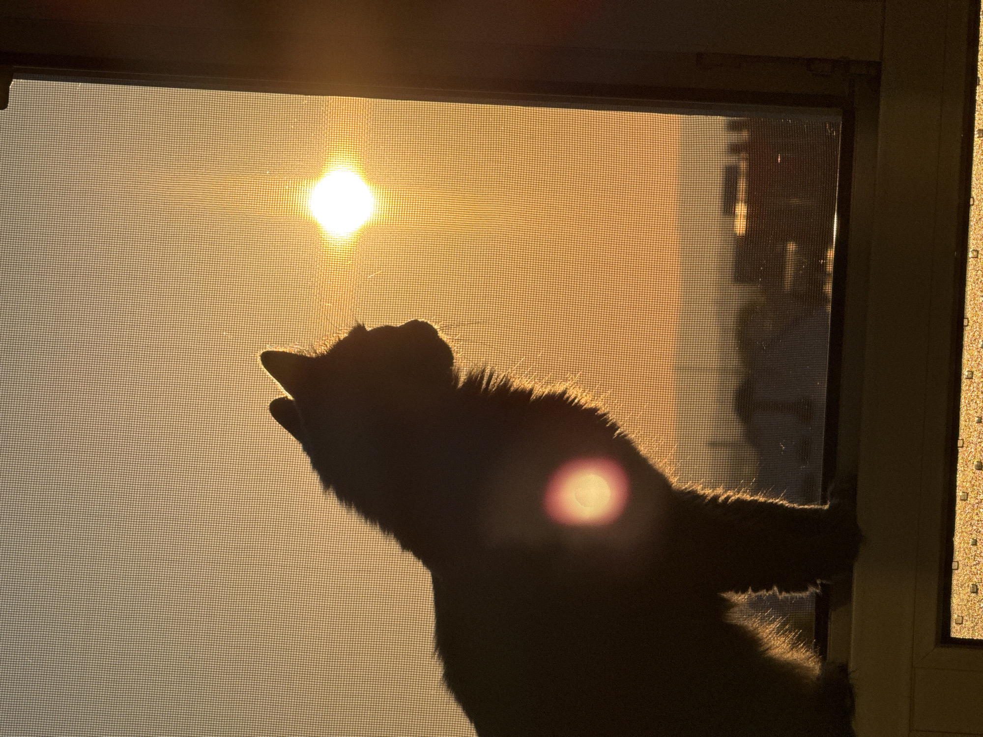 A cat silhouette is visible in front of a window screen with the sun shining through it. The window appears to be open, as the cat is reaching out. The location is suggested to be in Varna, Bulgaria, however this detail is not verifiable from the image itself. The background shows an orange-toned sky and some indistinct structures, likely buildings, through the screen. The light from the sun is creating a halo effect around the cat's fur.