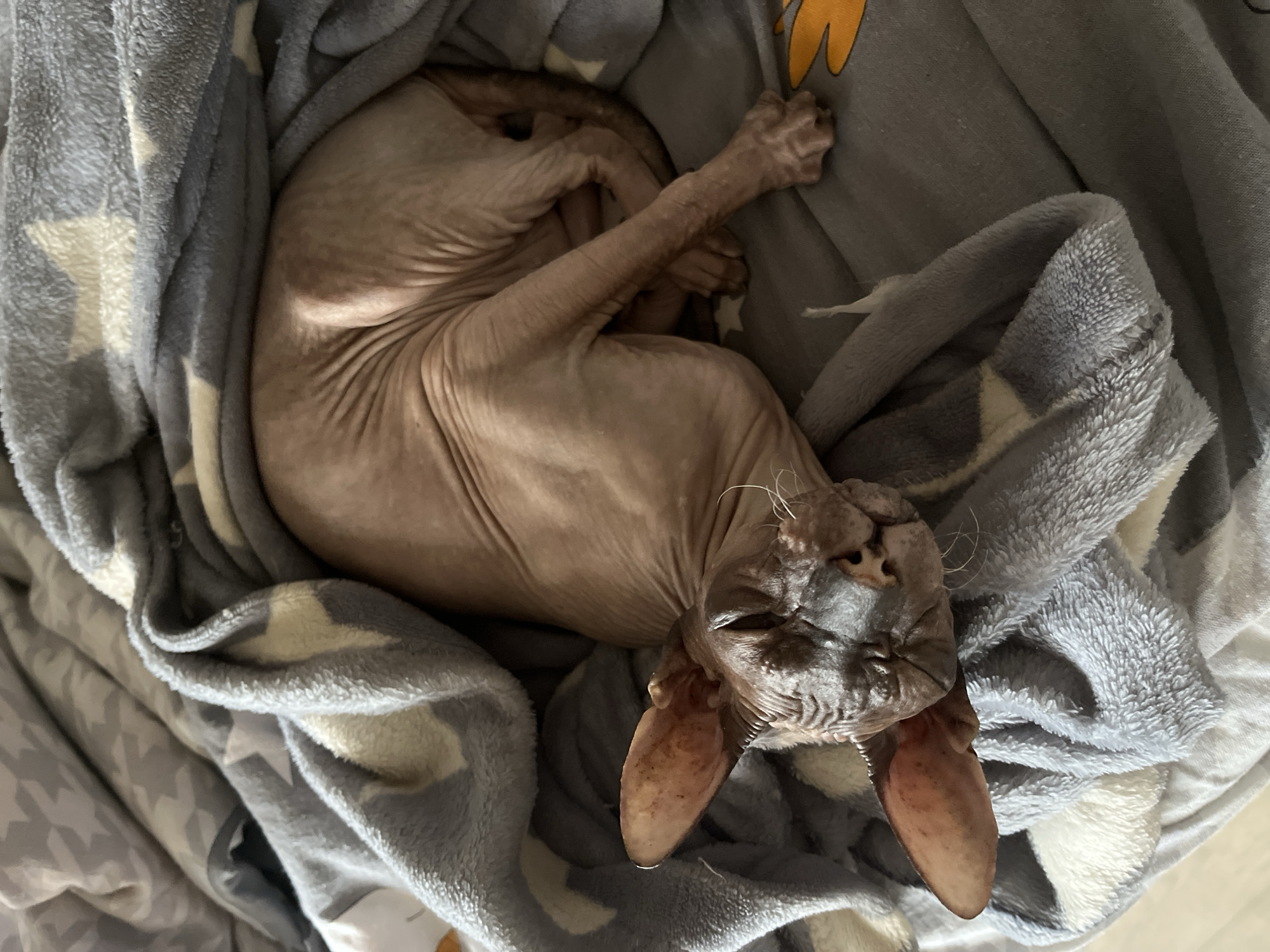 A Sphynx cat is sleeping on a grey blanket with a star pattern. The cat is curled up and appears to be very comfortable. The blanket is draped over the cat, covering most of its body. The cat's fur is a light brown color, and it has large ears. The background is blurred, but it appears to be a room with natural light. The image is taken from a top-down perspective. The location is in the city of Minsk, Belarus.