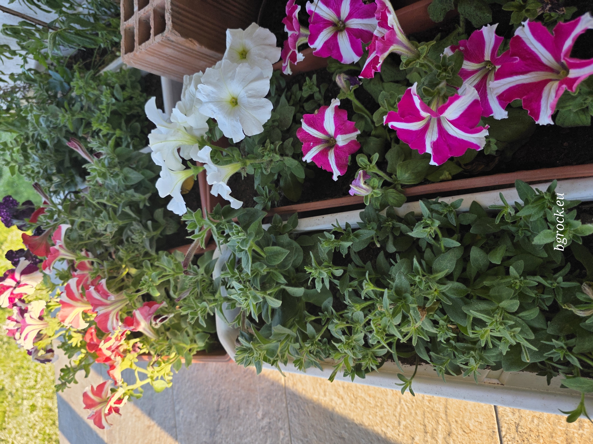 A high-angle shot showcases a planter box brimming with petunias. The flowers display various colors: white, pink with white stripes, and red with white stripes. Dense green foliage fills the spaces between the flowers. A portion of a red brick is visible in the upper-left corner. The bottom of the planter box is white, and a section of tiled flooring is visible beneath it. The image includes the watermark "bgrock.eu".