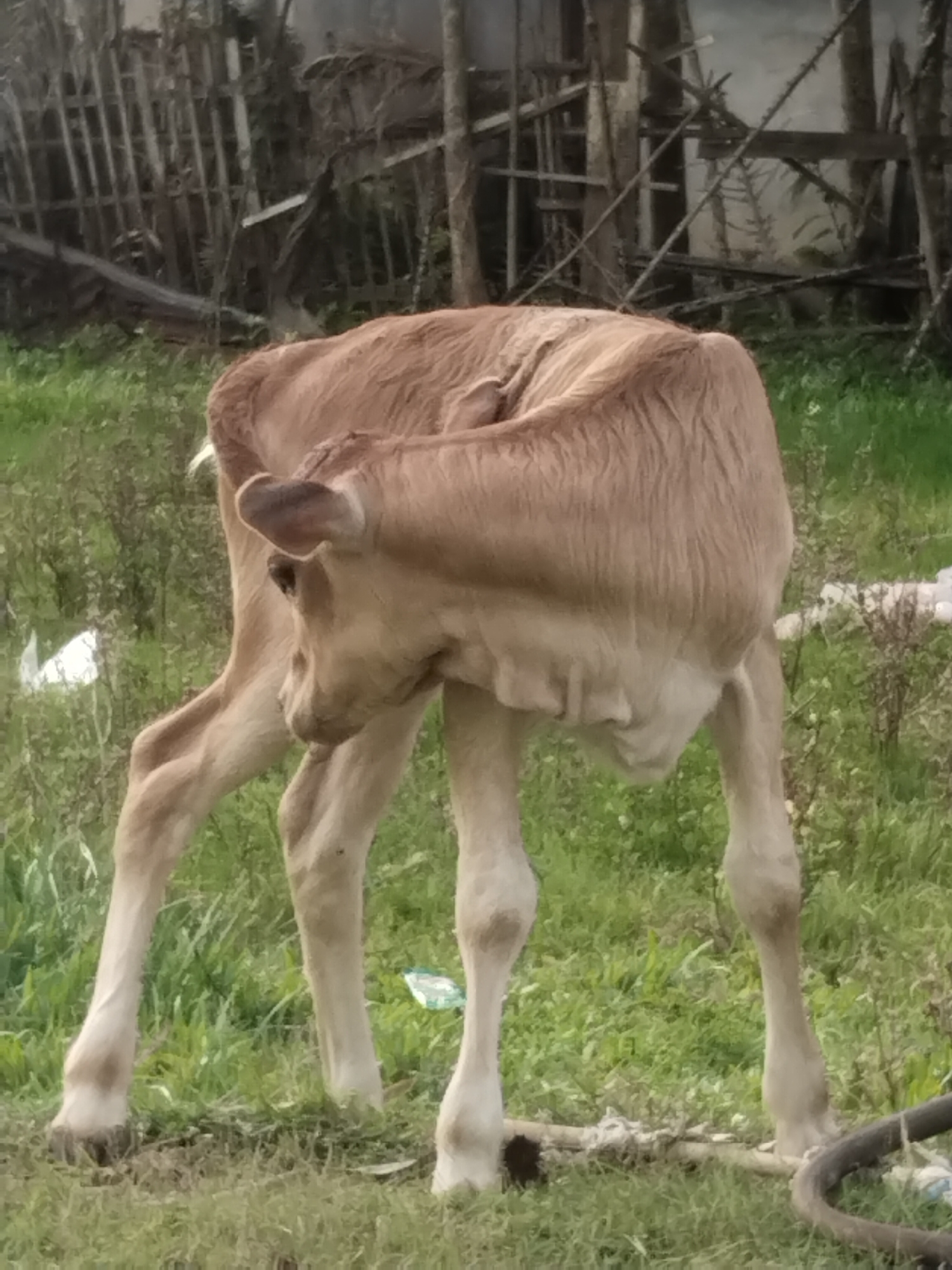 A calf stands in a grassy field, its head turned backward, seemingly licking its flank. The calf is light brown and appears to be young. The field is interspersed with green grass and some visible debris, including white trash. In the background, there is a wooden fence and some overgrown vegetation. The photo likely was taken in Lhokseumawe, Indonesia, although there is no explicit location or people in this frame.