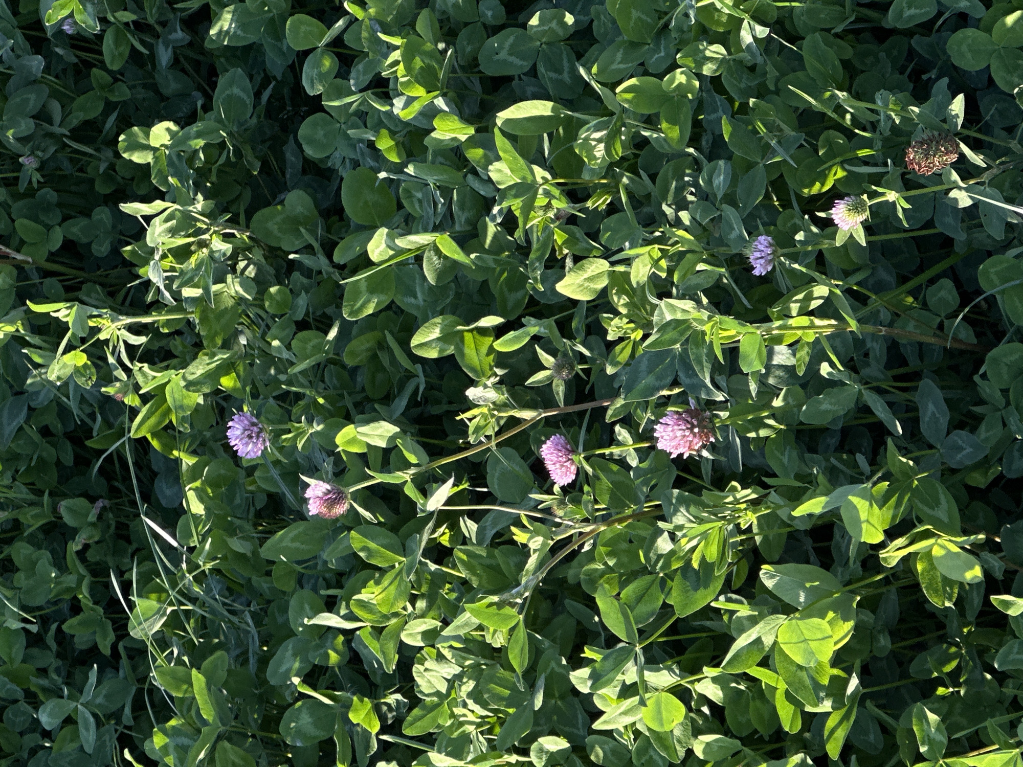 The image shows a close-up view of a dense field of green clover plants. Several pinkish-purple clover flowers are visible, some in full bloom and others in bud. The plants are illuminated by sunlight, which creates highlights and shadows, giving the foliage a textured appearance. The background is entirely filled with the clover plants, suggesting a natural or agricultural setting. The image does not contain any people or identifiable landmarks that would place it specifically in Ladozhskoe Ozero, Russia.