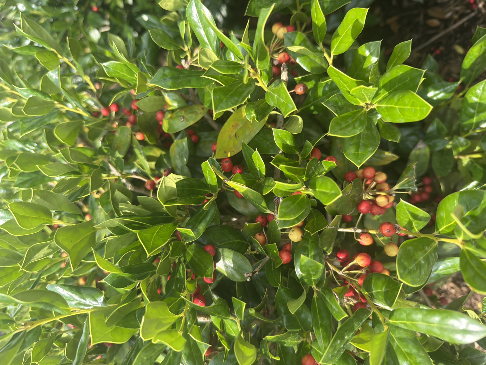 The image displays a close-up view of a holly bush with vibrant green leaves and numerous red and yellow berries. The bush is dense, with branches and foliage filling the frame. Sunlight illuminates the leaves from above, creating bright highlights and casting subtle shadows. The background is blurred and consists of dark shapes, likely indicating other vegetation or shaded areas. No people or man-made structures are visible. The image does not provide any specific information that would allow for pinpointing its location within the city of Chattanooga, United States of America.