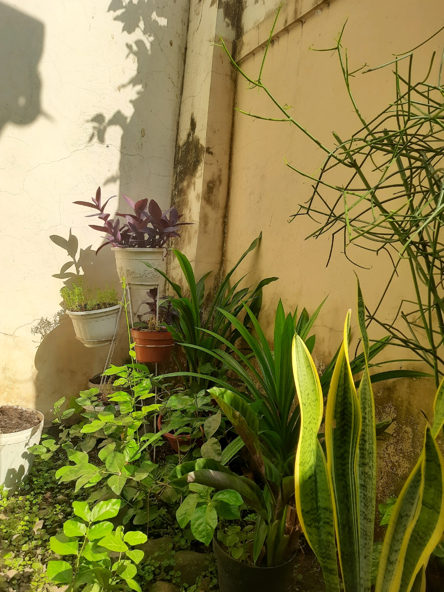 The image depicts a sun-drenched outdoor corner of a residential property in Surakarta, Indonesia, characterized by a weathered, pale yellow stucco wall. The wall shows signs of age with subtle cracks and darker patches of mildew or dirt, particularly near the base and around the corner. Lush greenery dominates the foreground and midground, with a variety of potted plants arranged against the wall.
In the upper left, a tall, ornate white pot holds a plant with striking dark purple leaves, casting a sharp shadow on the wall. Below it, another white pot contains a smaller plant with fine, green foliage. To the right of these, a brown terracotta pot holds a plant with smaller, less distinct leaves.
Dominating the lower right portion of the frame are several large, upright leaves of a Snake Plant (Sansevieria trifasciata), distinguished by their striking green and yellow striped patterns. Interspersed among these are the longer, strap-like leaves of what appears to be a Pandanus plant. Further to the right and extending upwards is a tall, thin, green plant with multiple branching stems and small buds, possibly a Pencil Cactus (Euphorbia tirucalli).
The ground is covered in small, low-lying green plants and scattered stones. The overall impression is of a vibrant, well-tended garden corner, bathed in the warm, bright sunlight typical of Surakarta's tropical climate. There are no people or animals visible in the image, and no specific actions are being depicted, other than the passive presence of the plants and their shadows.