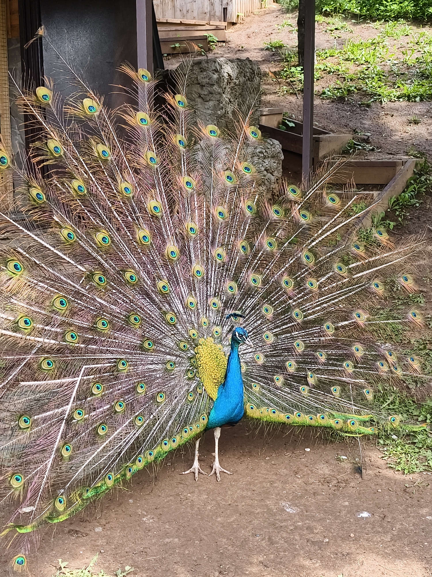A vibrant male peacock is captured in a full-shot image, prominently displaying its magnificent fanned tail. The bird stands upright on a brown dirt path, its elegant blue neck and head contrasting with the golden-yellow feathers on its upper back. Its voluminous tail feathers are fanned out in a grand, semicircular array, showcasing numerous iridescent "eyes" – circular patterns of green and blue – against a backdrop of delicate brown and white feather strands. The lower edges of the fanned tail are adorned with striking green plumage. The peacock's slender, pale legs and feet are visible beneath its body.
The scene is an outdoor environment, likely an enclosure within a park or zoo in Izhevsk, Russia. The ground is a mix of bare brown earth and patches of green grass and foliage, particularly visible in the background and at the lower edges of the frame. In the background, various structures can be seen: a dark vertical wooden post to the right of the peacock, and what appear to be wooden steps or tiered planters leading up a gentle slope on the right. A stone or rock formation is partially obscured by the fanned tail on the left, adjacent to a dark wooden structure. The lighting indicates a bright, clear day, suggesting either late morning or early afternoon. The peacock is engaged in its characteristic display, possibly for courtship or territorial purposes. There is no visible text in the image.