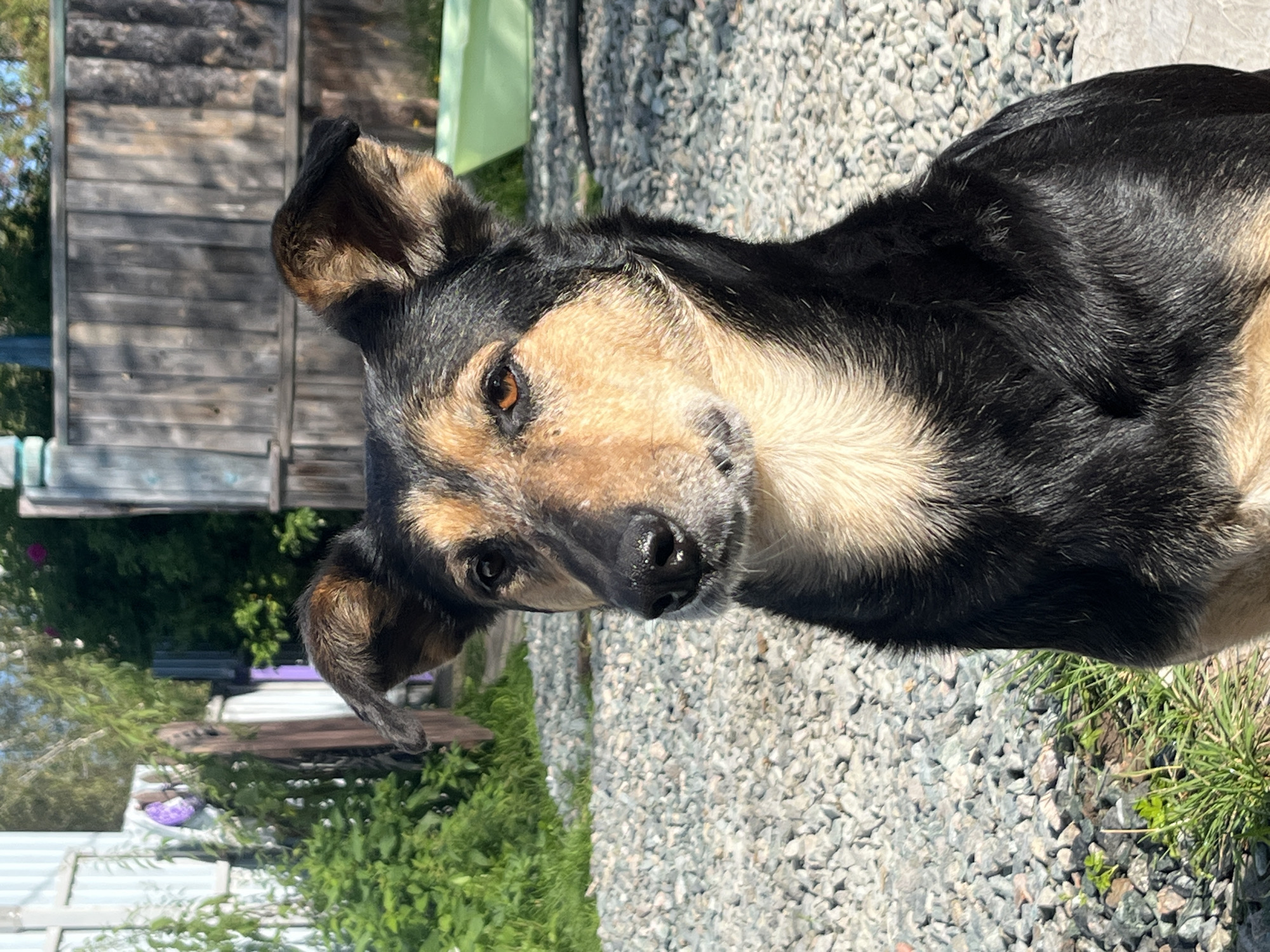 A medium shot vertical photograph shows a tan and black dog in an outdoor setting. The dog's head and upper chest are the primary focus. The dog has alert, forward-facing ears, and its eyes are looking slightly to the left of the camera. The dog's fur is a mix of black and tan, with lighter tan fur around its muzzle and chest. The background consists of a gravel ground, green foliage on the left, and a wooden fence behind the dog. A light green trough or container is visible behind the dog and to its right. The overall scene suggests a domestic or rural environment, possibly a yard or a park, in Nizhny Tagil, Russia. The lighting indicates it is daytime, with sunlight casting shadows and highlighting the dog's fur.